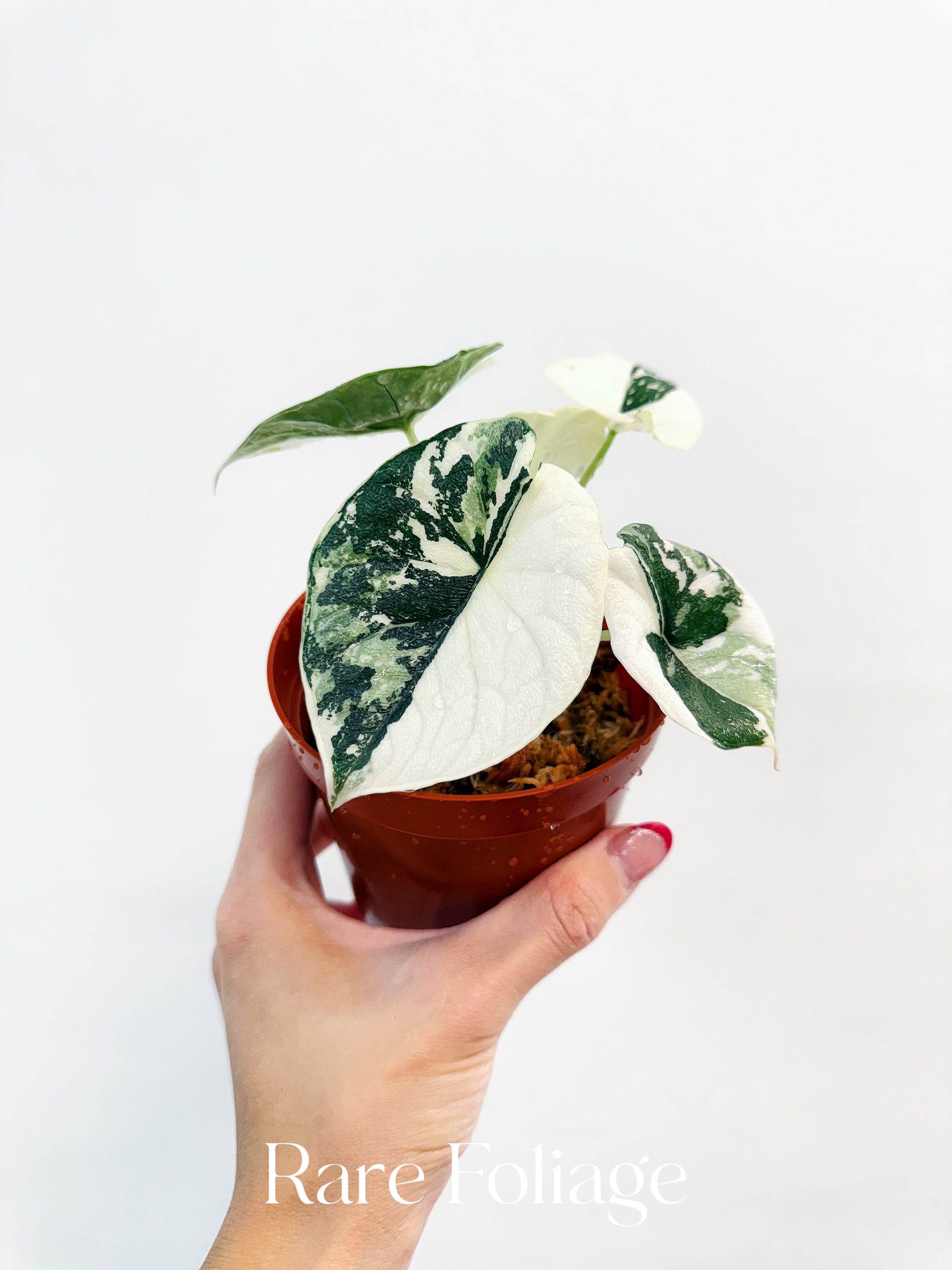 Alocasia Melo Albo Variegated 4” Exact Plant – Rare Foliage Plant Co