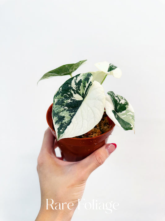 Alocasia Melo Albo Variegated 4” Exact Plant