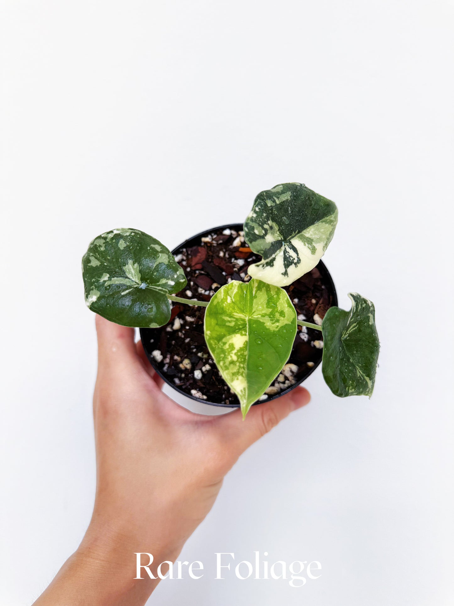 Alocasia Melo Albo Variegated 4”