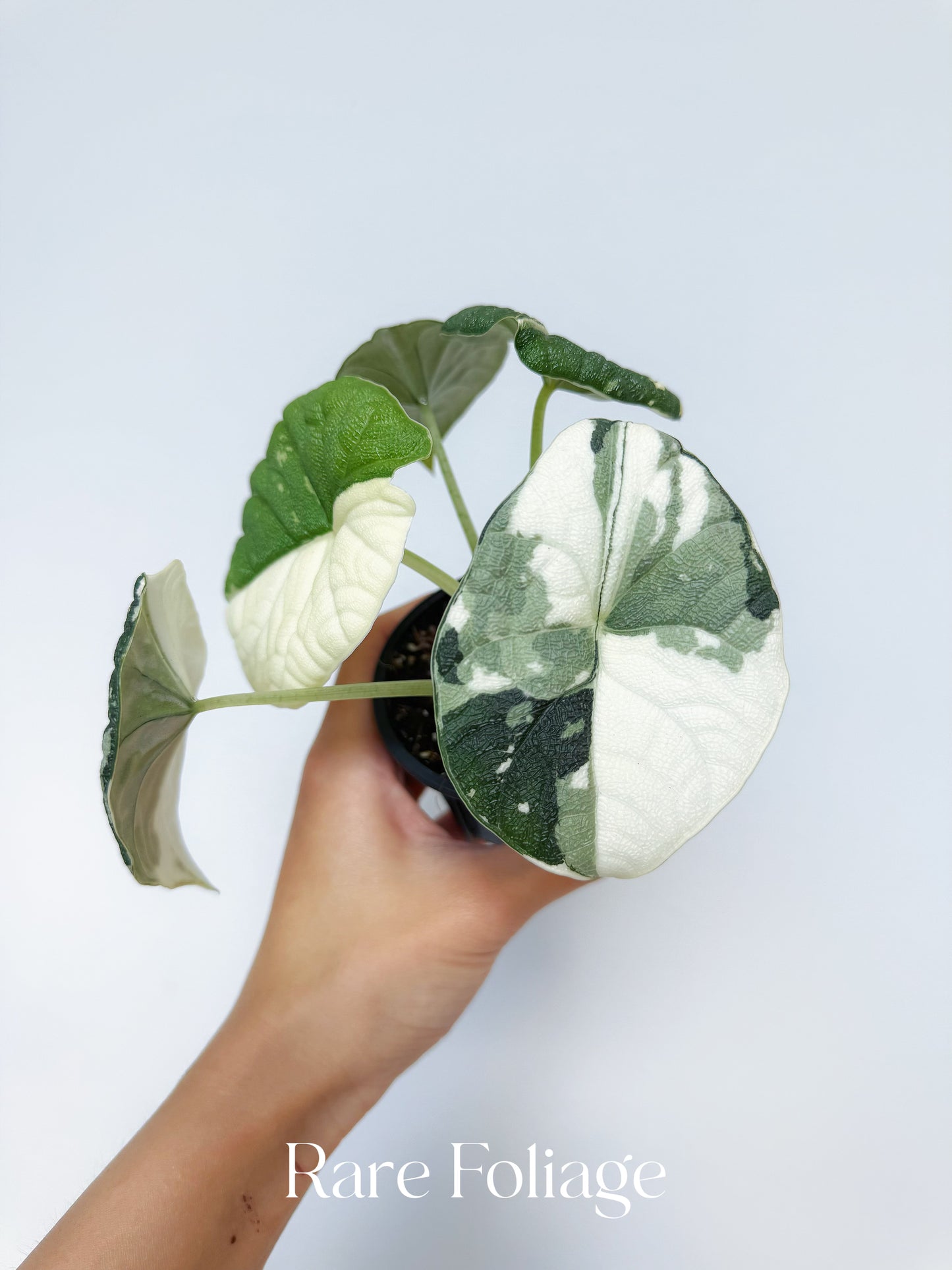 Alocasia Melo Albo Variegated 3” Exact Plant