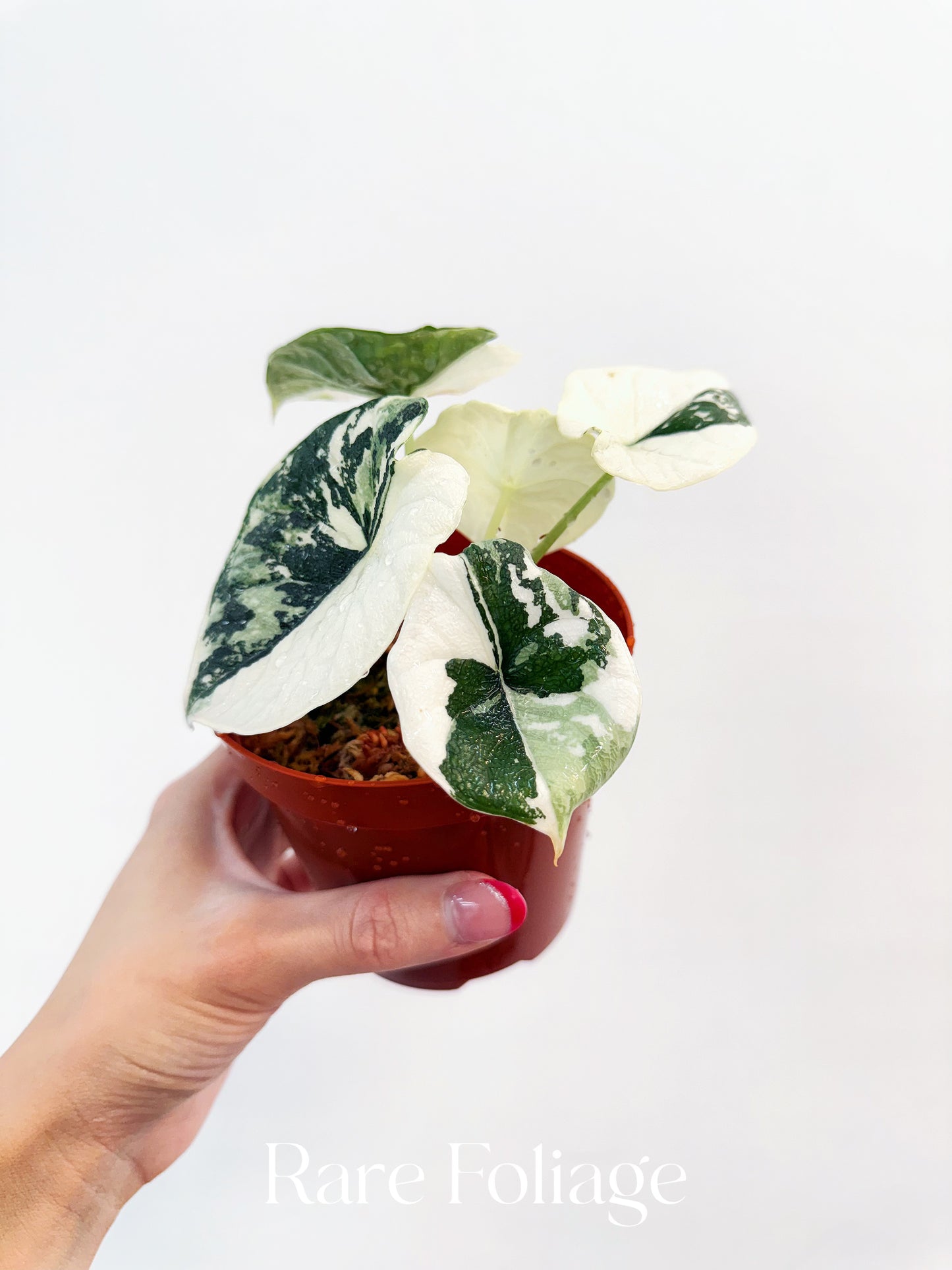 Alocasia Melo Albo Variegated 4” Exact Plant