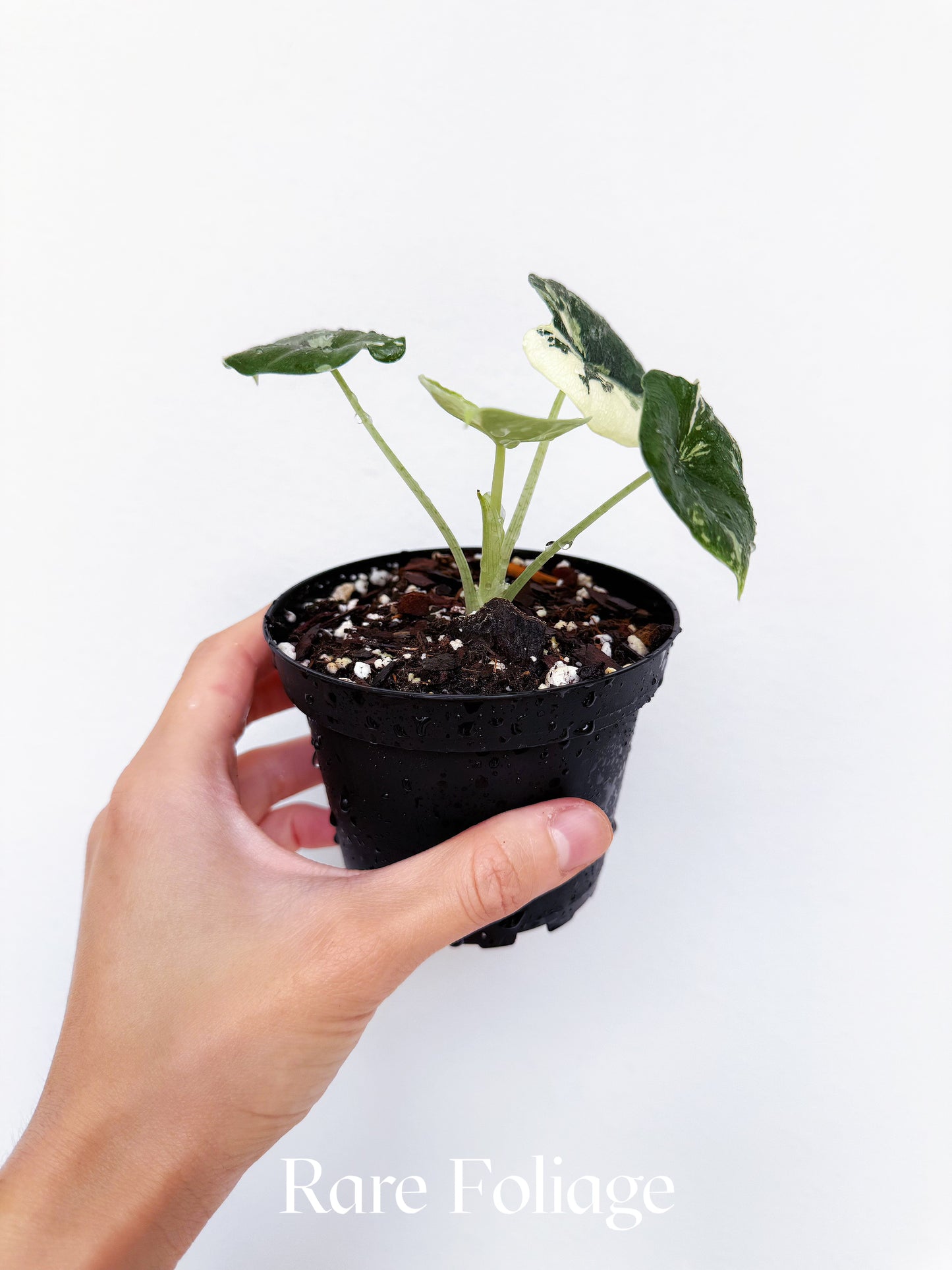 Alocasia Melo Albo Variegated 4”