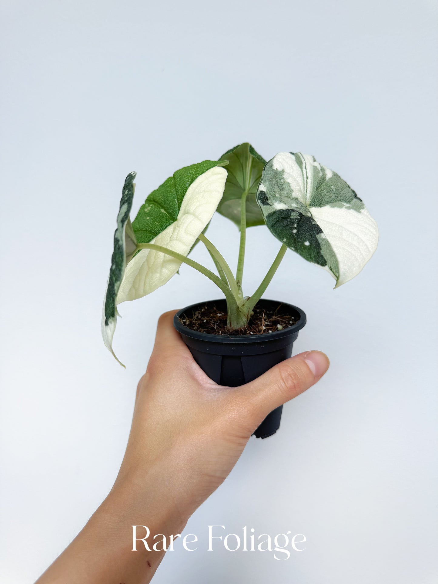 Alocasia Melo Albo Variegated 3” Exact Plant
