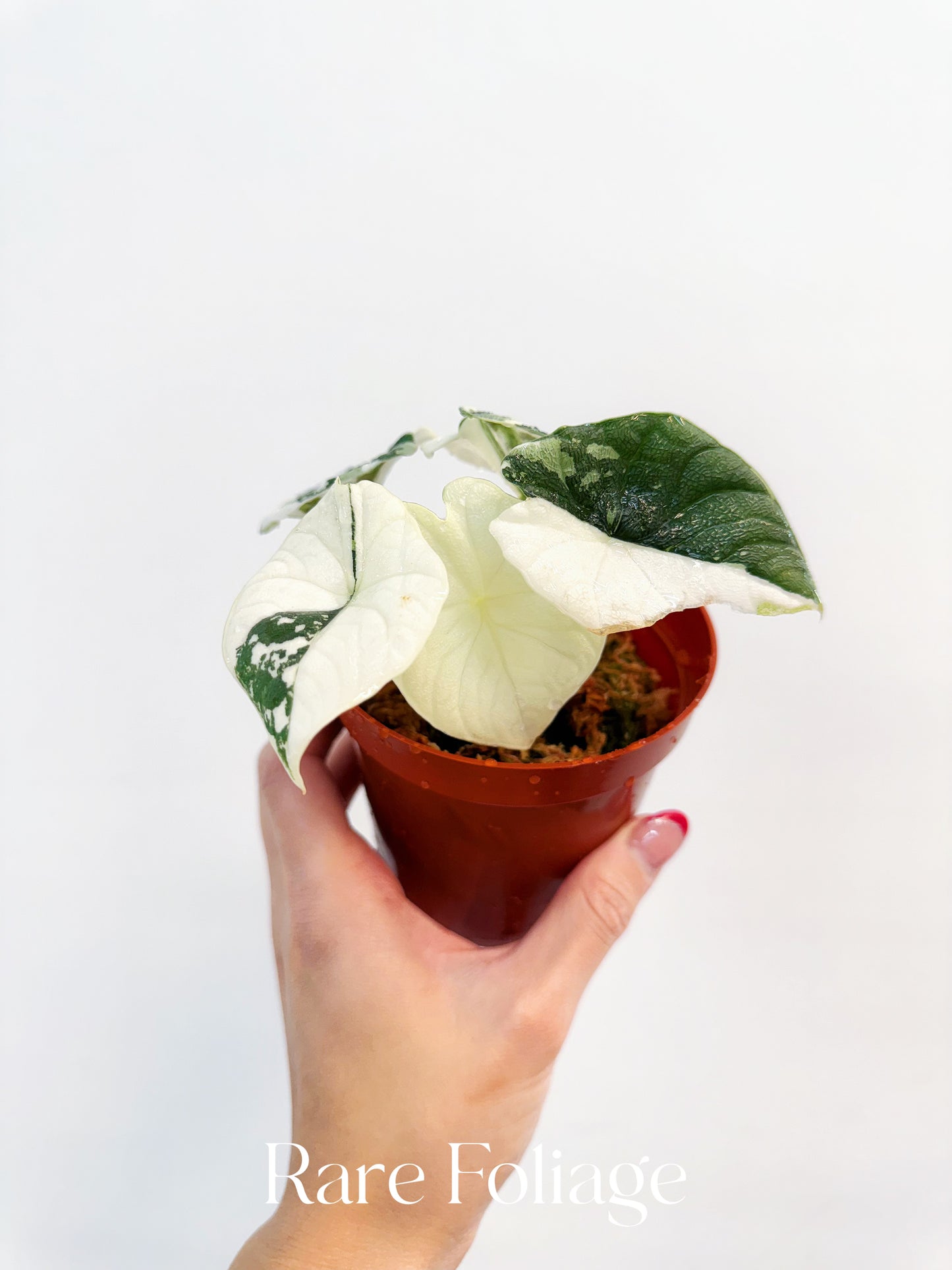 Alocasia Melo Albo Variegated 4” Exact Plant