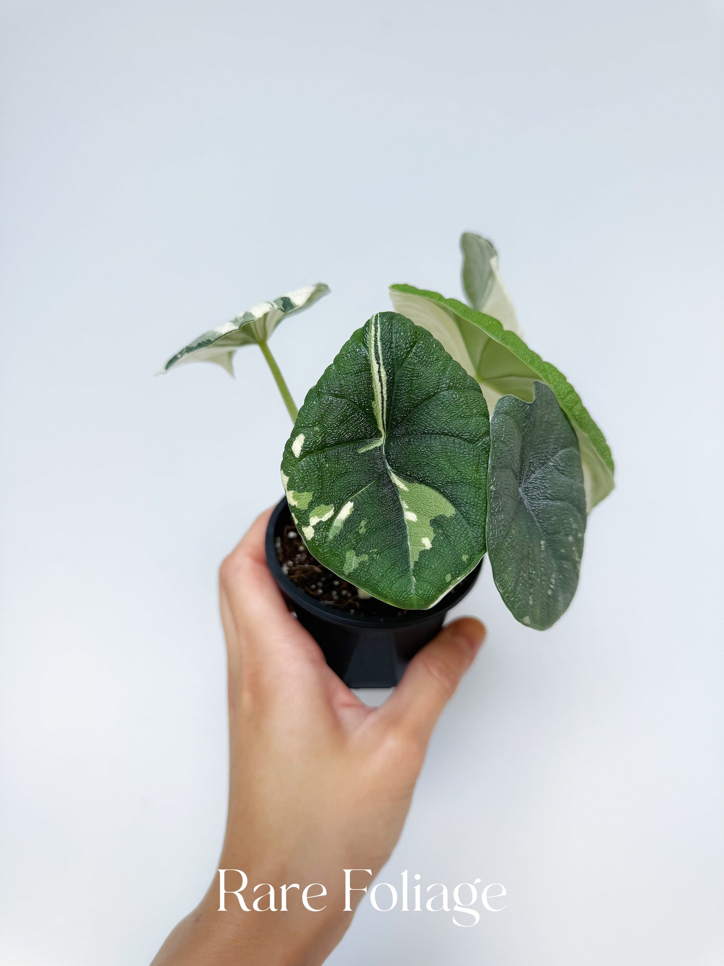 Alocasia Melo Albo Variegated 3” Exact Plant
