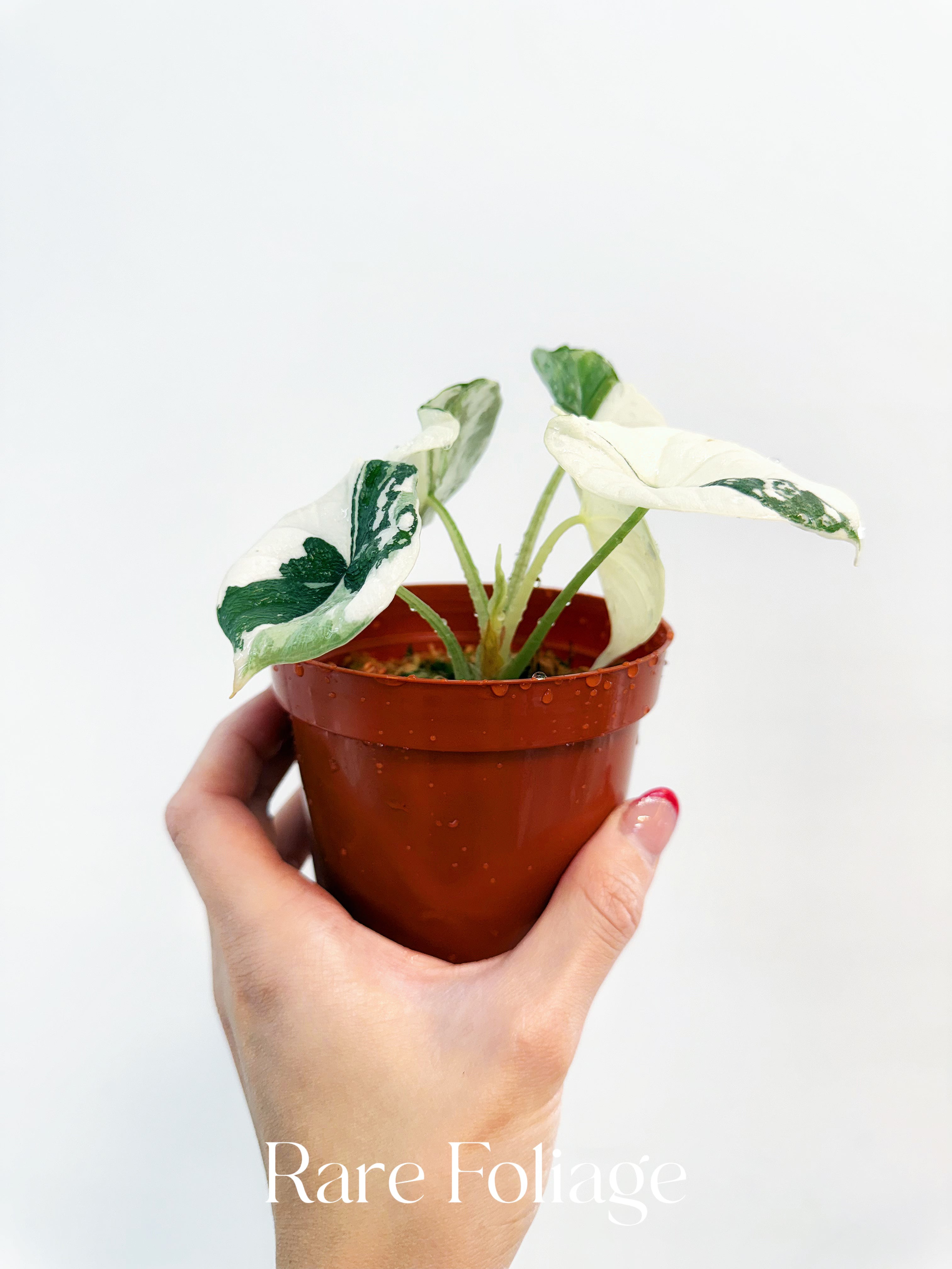 Alocasia Melo Albo Variegated – YO312Alocasia Melo Albo