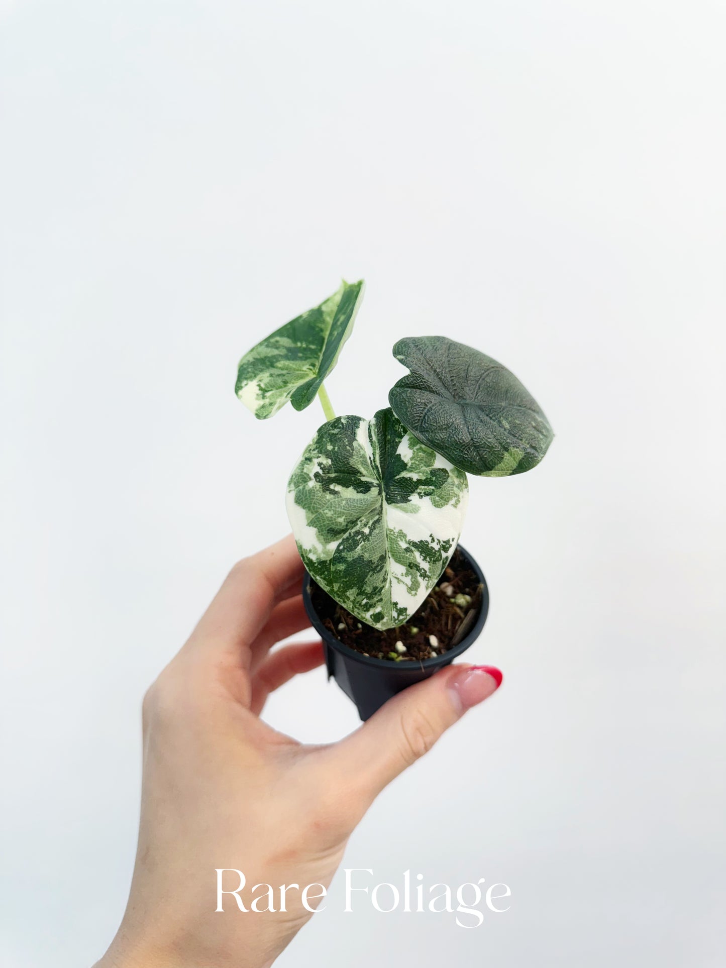 Alocasia Melo Albo Variegated 3”