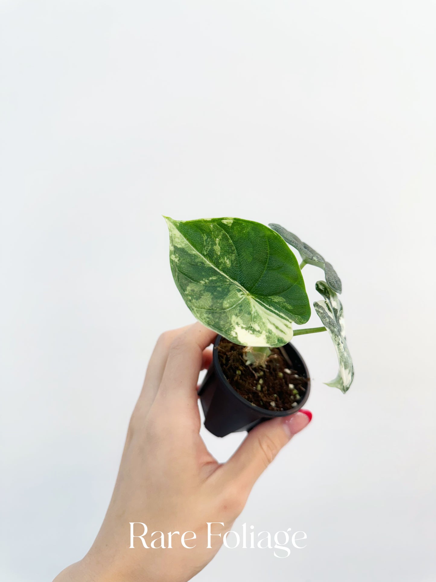Alocasia Melo Albo Variegated 3”