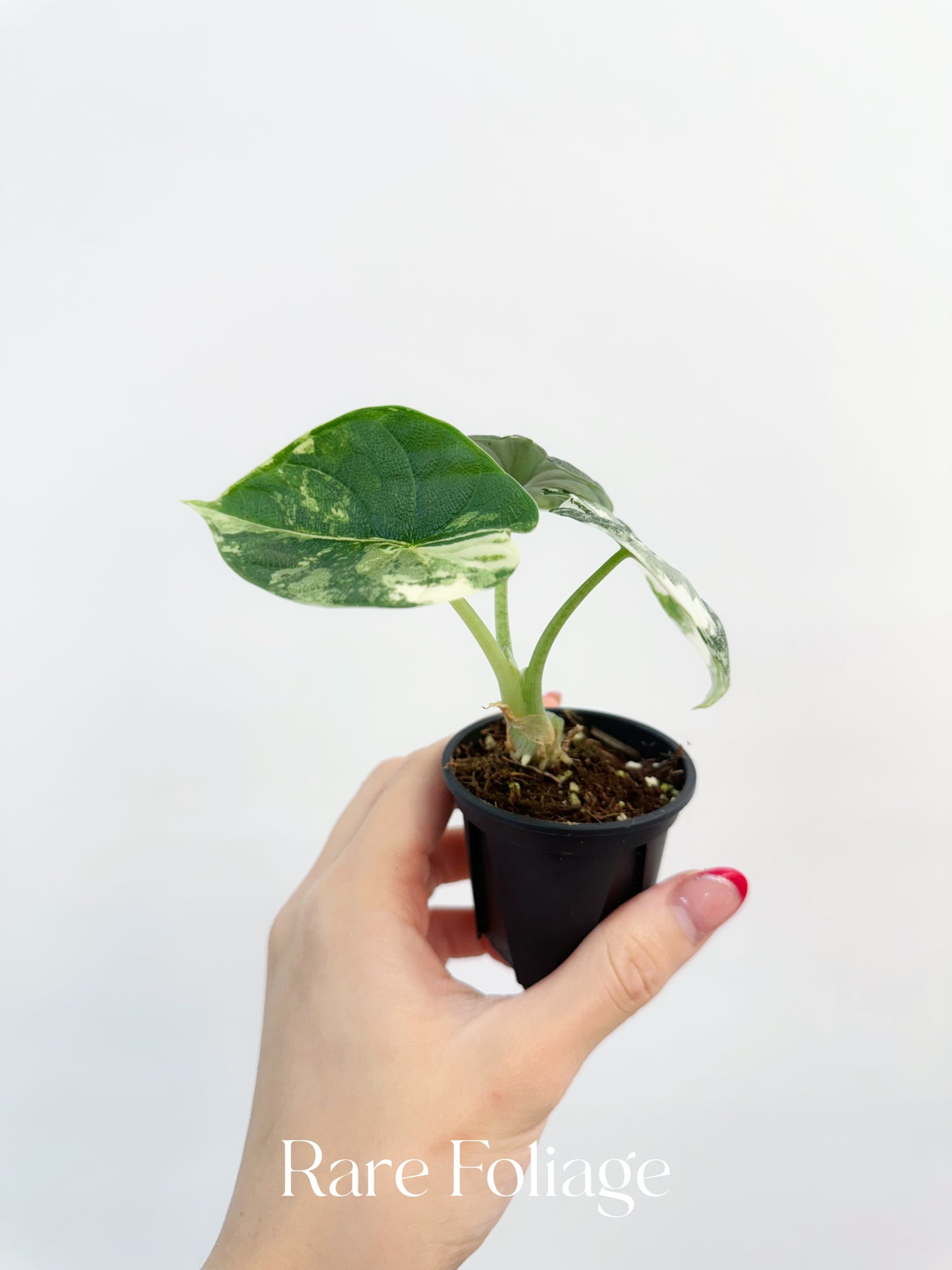 Alocasia Melo Albo Variegated 3”