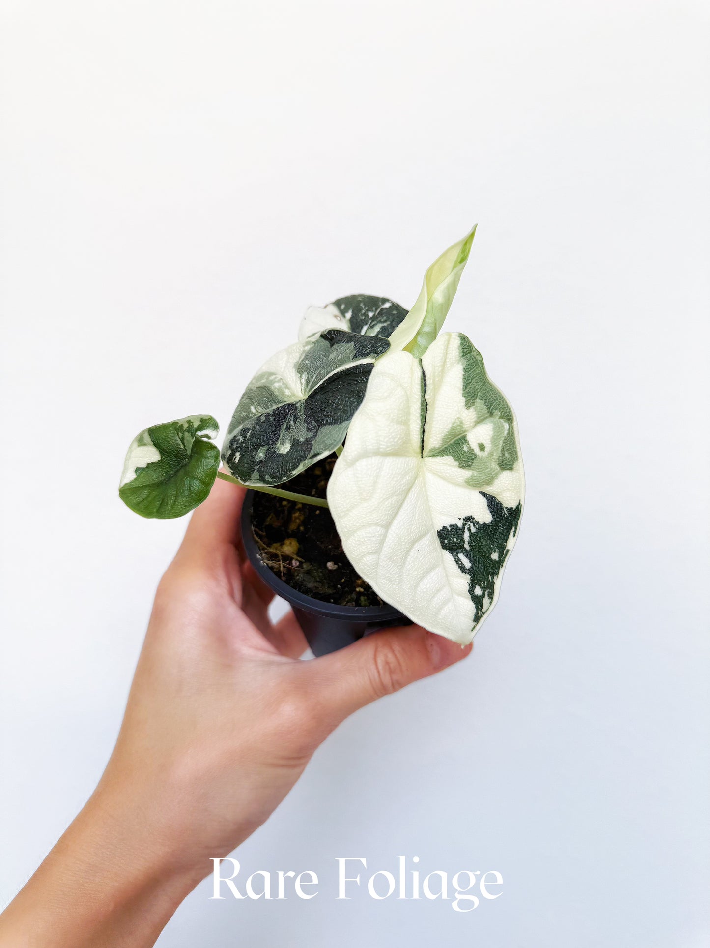 Alocasia Melo Albo Variegated 3" Exact Plant