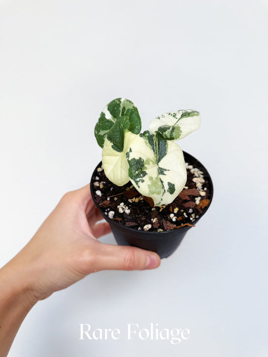 Alocasia Melo Albo Variegated 4” Exact Plant