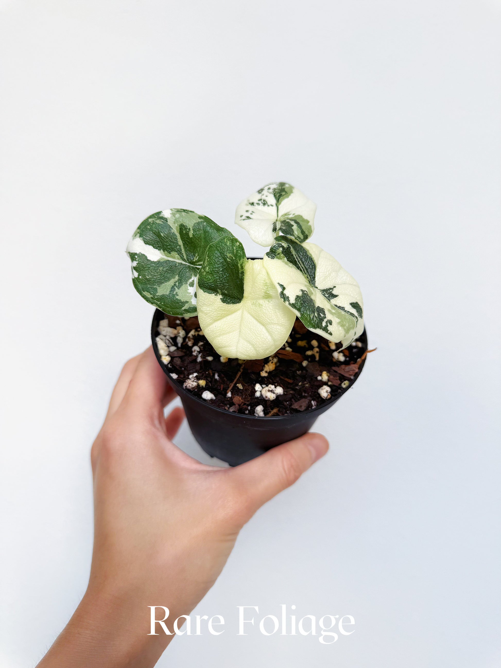 Alocasia Melo Albo Variegated 4” Exact Plant – Rare Foliage Plant Co Alocasia Melo Albo Variegated 4” Exact Plant – Rare Foliage Plant Co