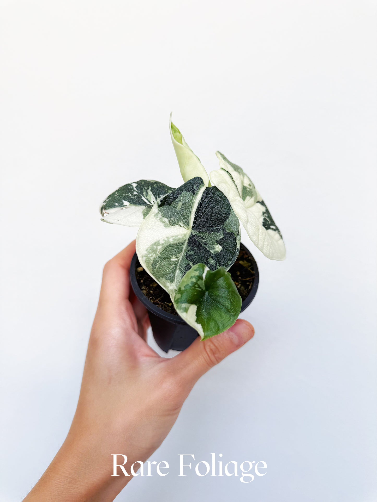 Alocasia Melo Albo Variegated 3" Exact Plant
