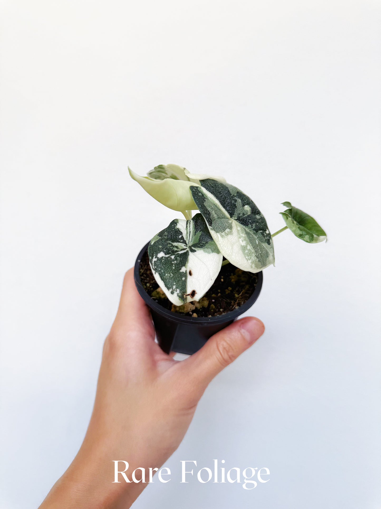 Alocasia Melo Albo Variegated 3" Exact Plant