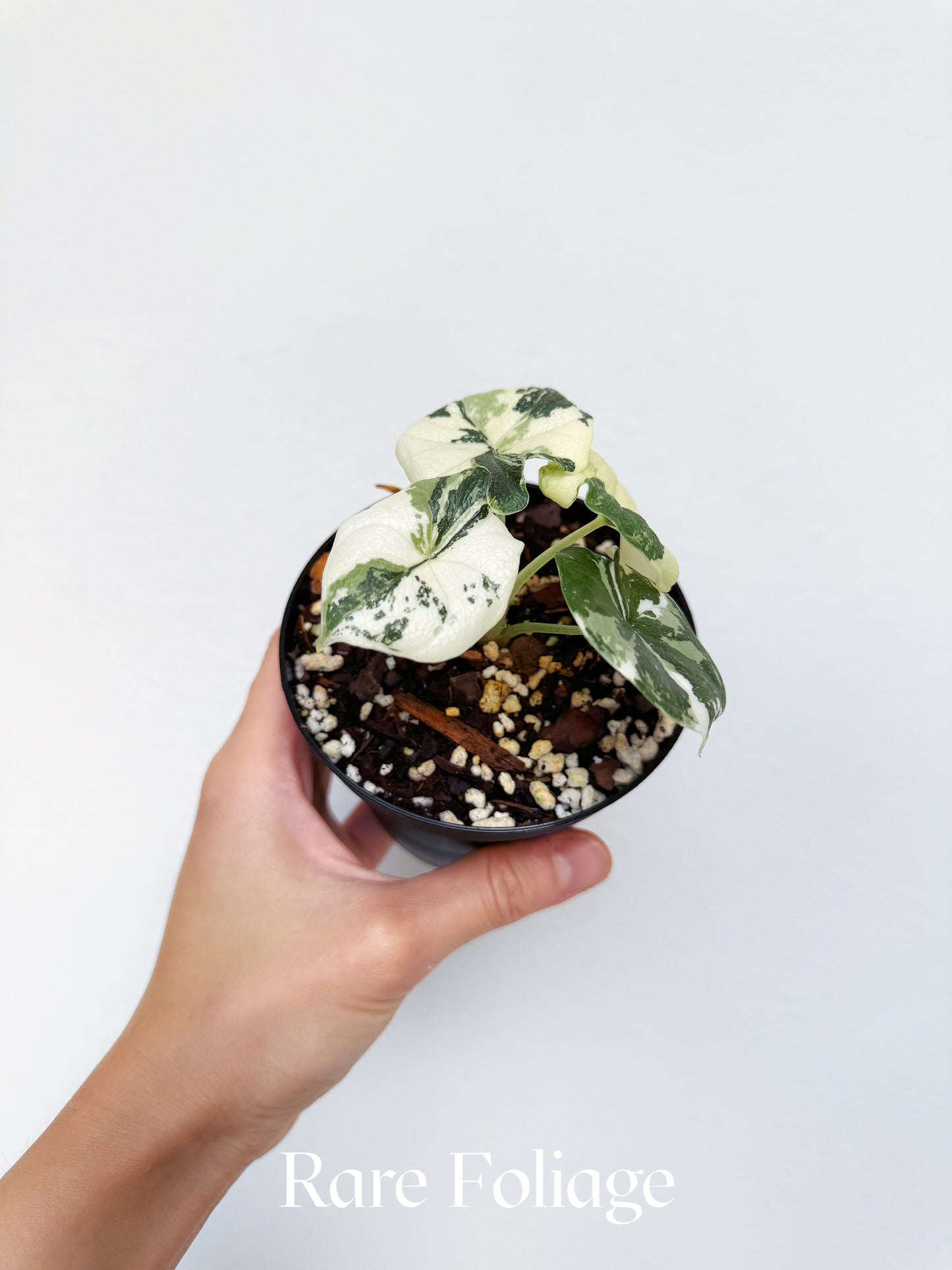 Alocasia Melo Albo Variegated 4” Exact Plant