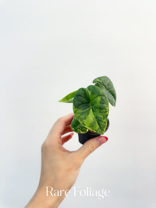 Alocasia Melo Aurea Variegated 2”