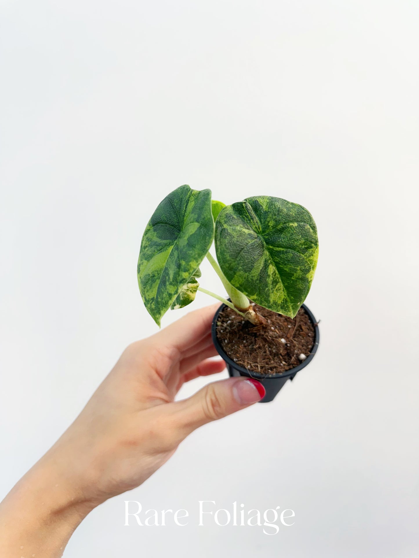 Alocasia Melo Aurea Variegated 2”
