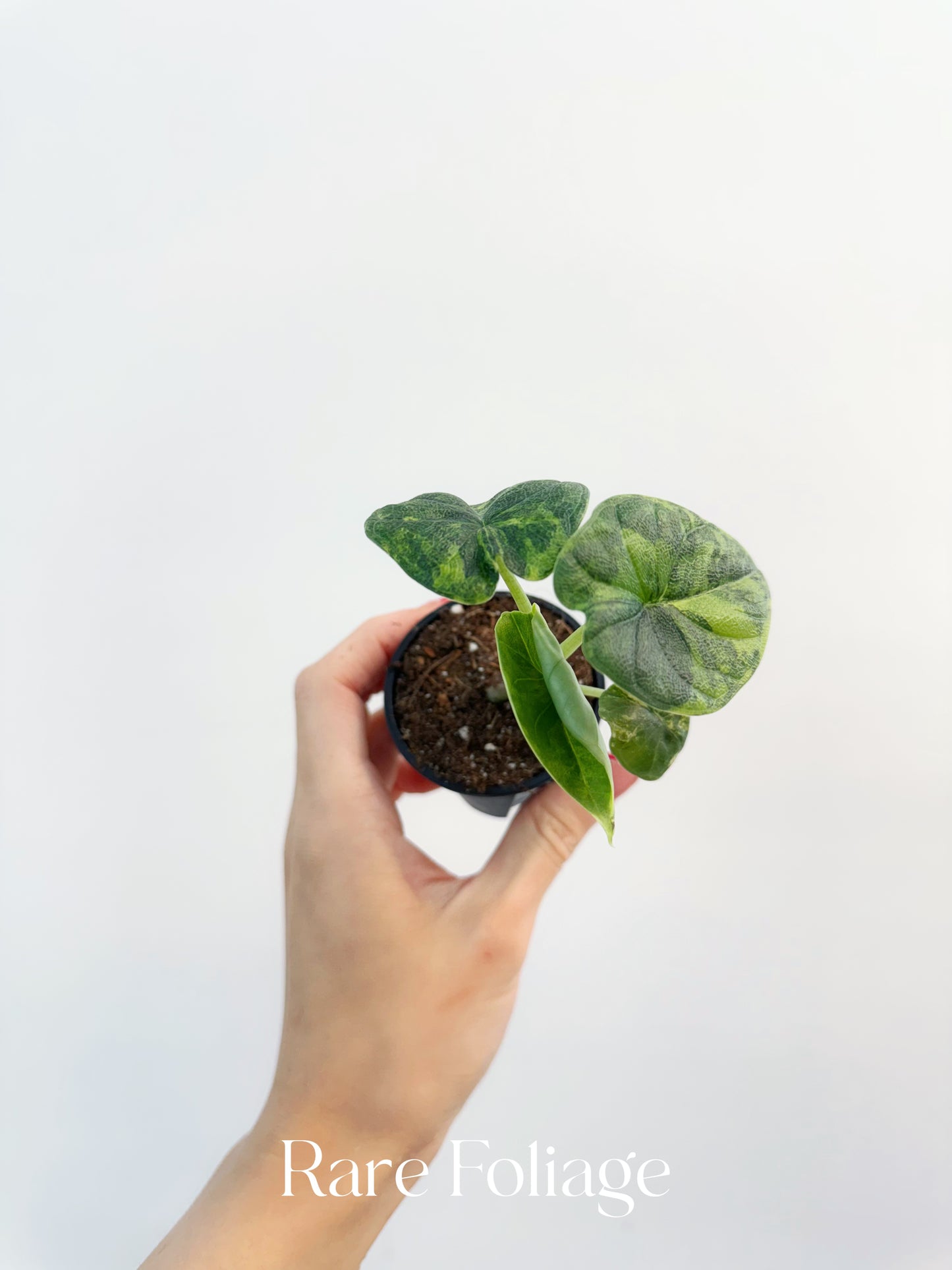 Alocasia Melo Aurea Variegated 2”