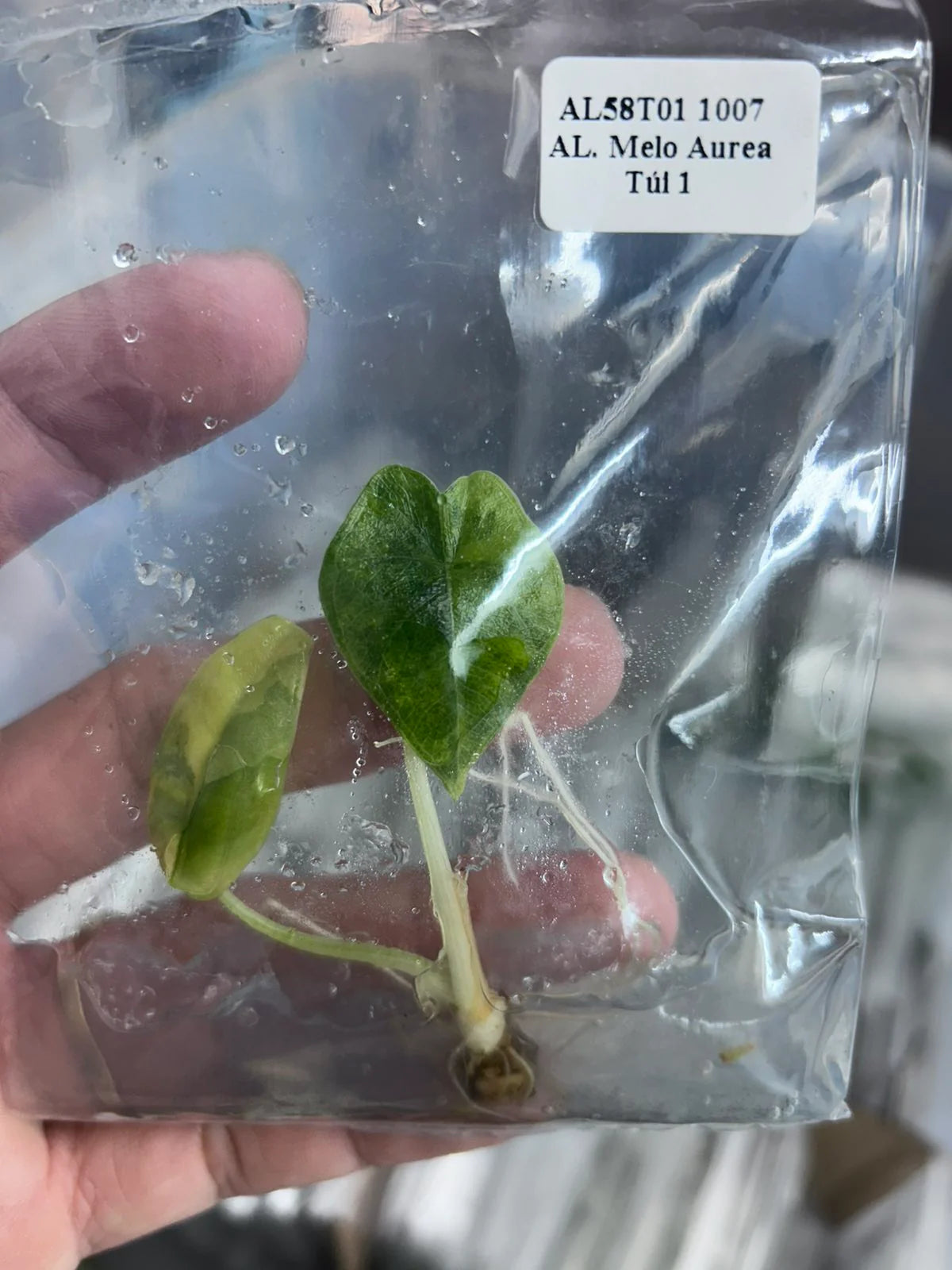 Alocasia Melo Aurea Variegated (Tissue Culture）