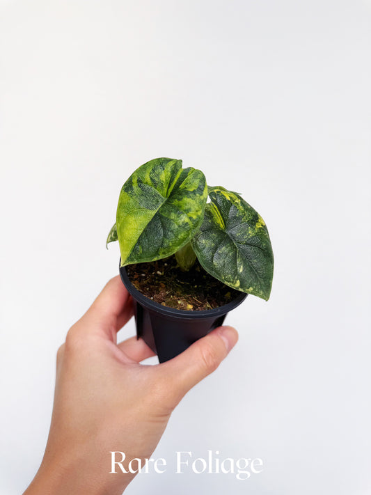 Alocasia Melo Aurea 3"