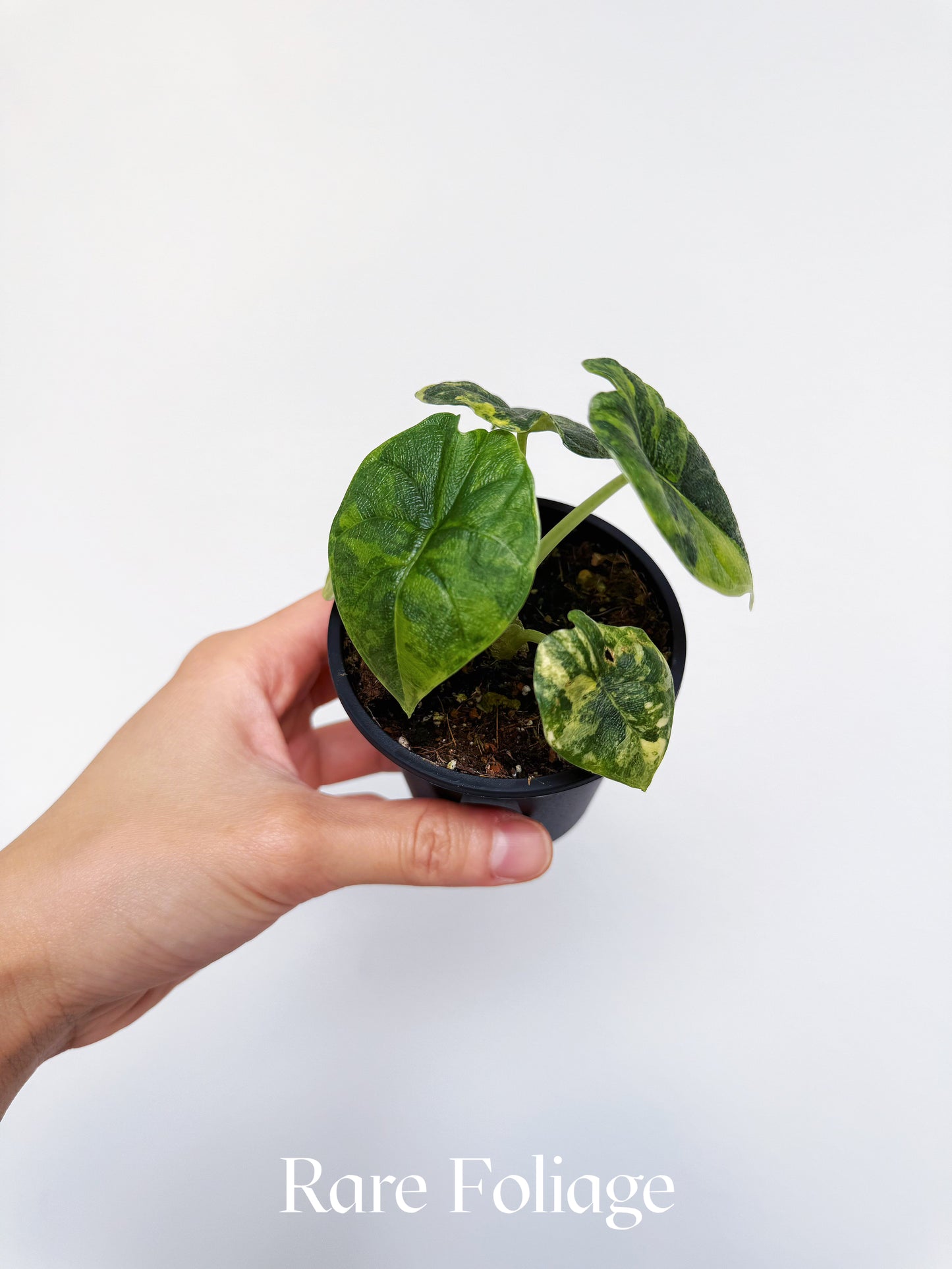 Alocasia Melo Aurea 3"