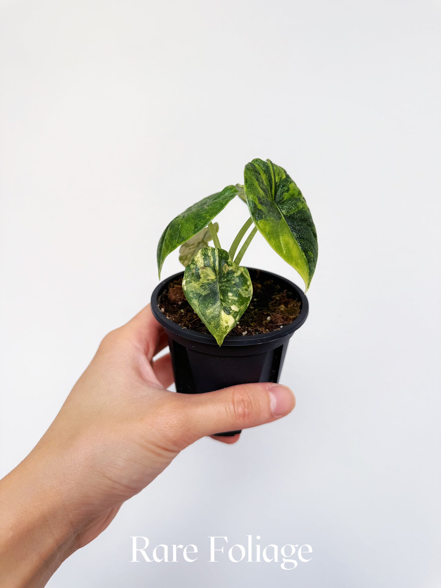 Alocasia Melo Aurea 3"