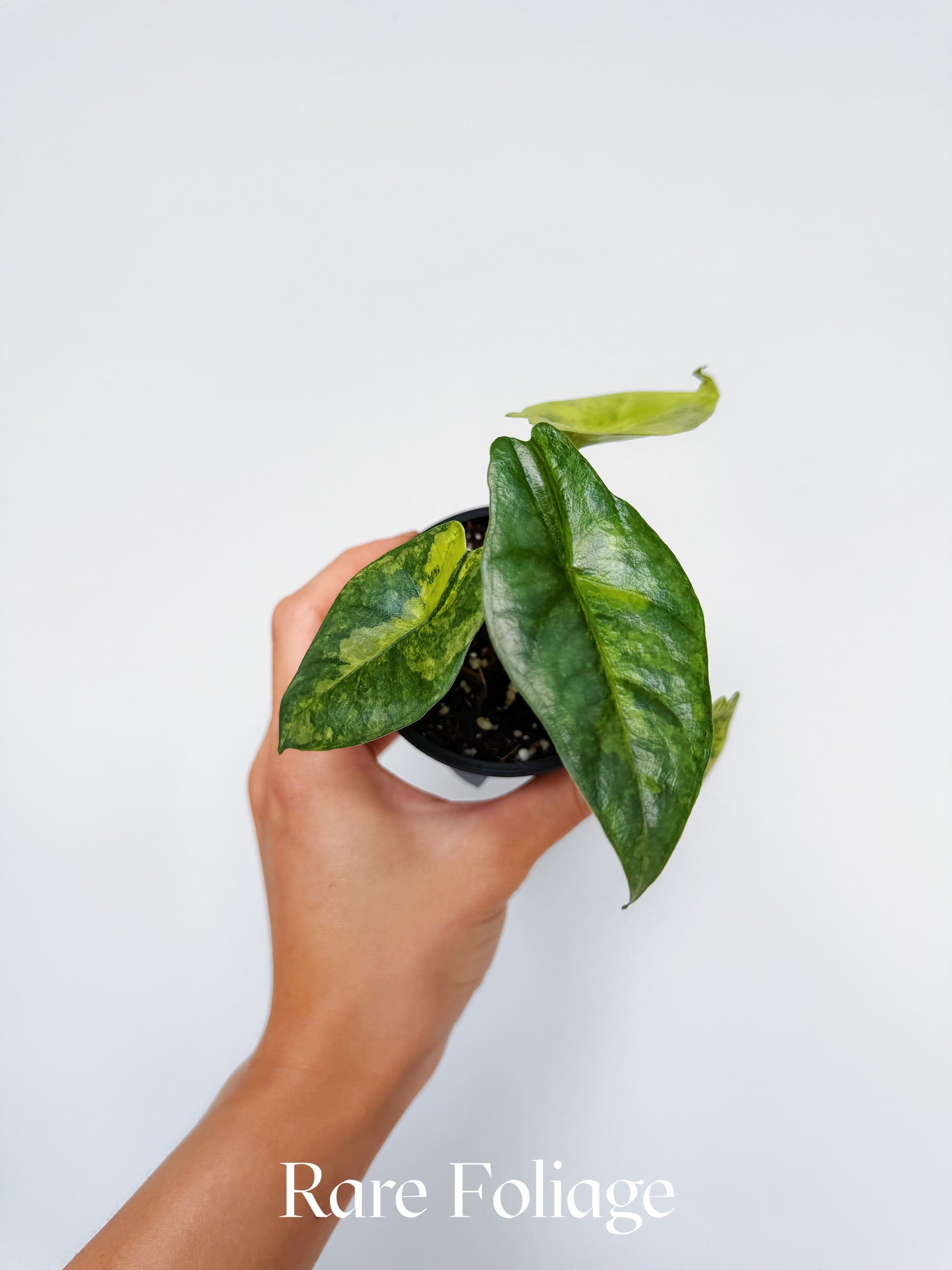 Alocasia Metallic Blue Aurea Variegated 3”