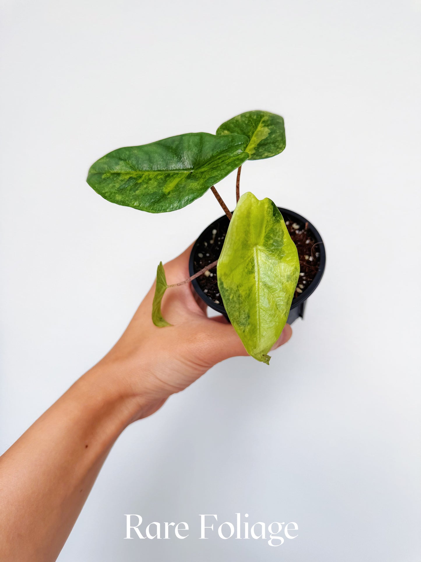 Alocasia Metallic Blue Aurea Variegated 3”