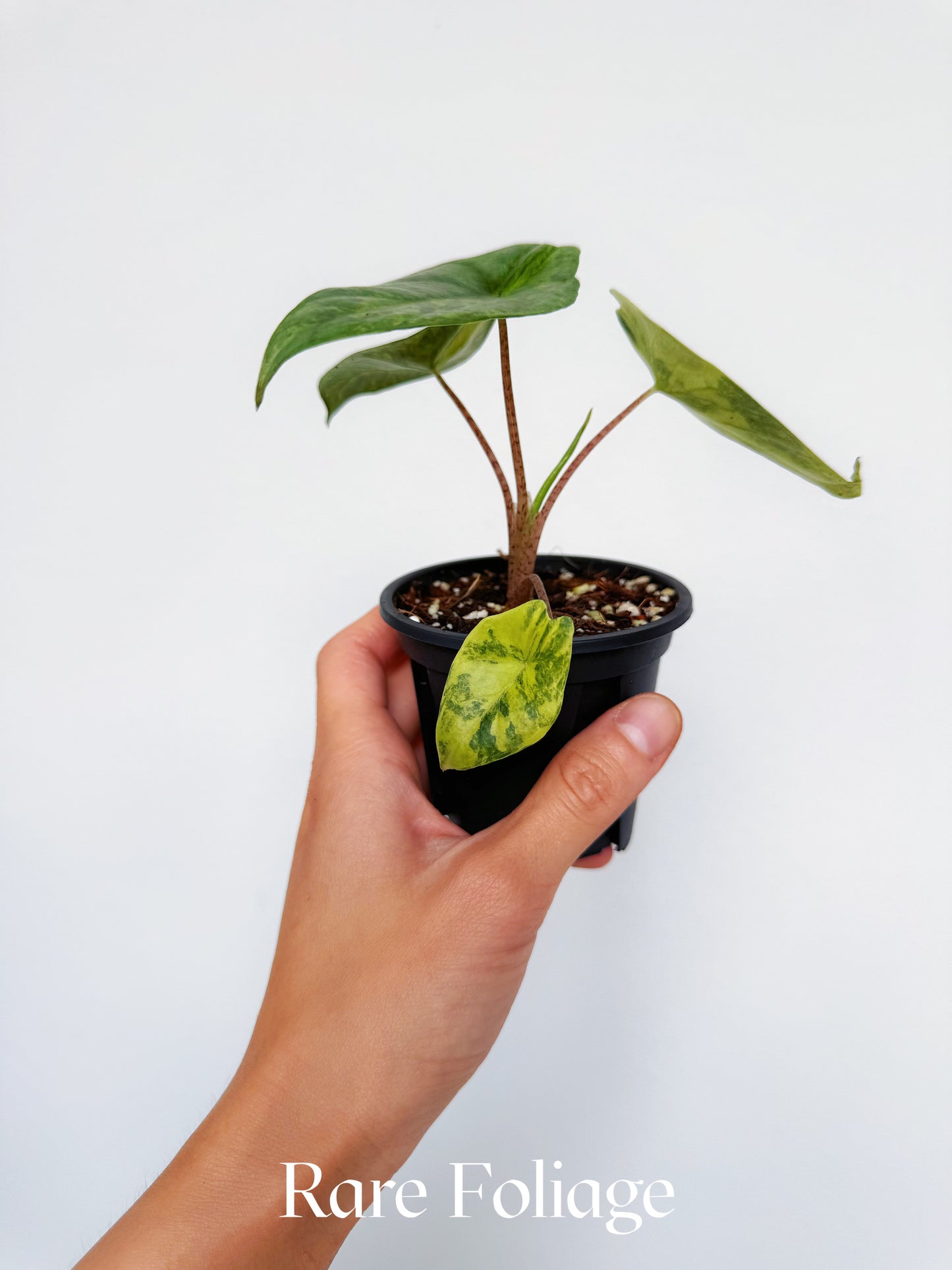 Alocasia Metallic Blue Aurea Variegated 3”