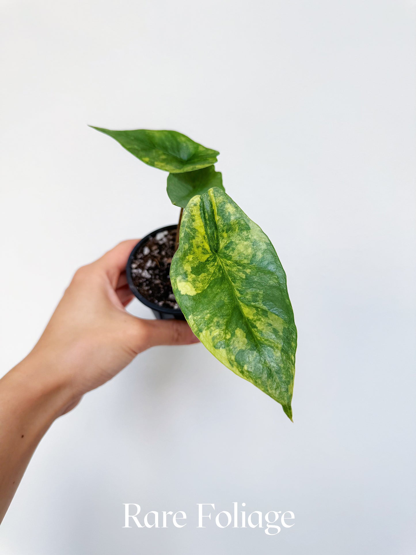 Alocasia Metallic Blue Aurea Variegated 3” Exact Plant