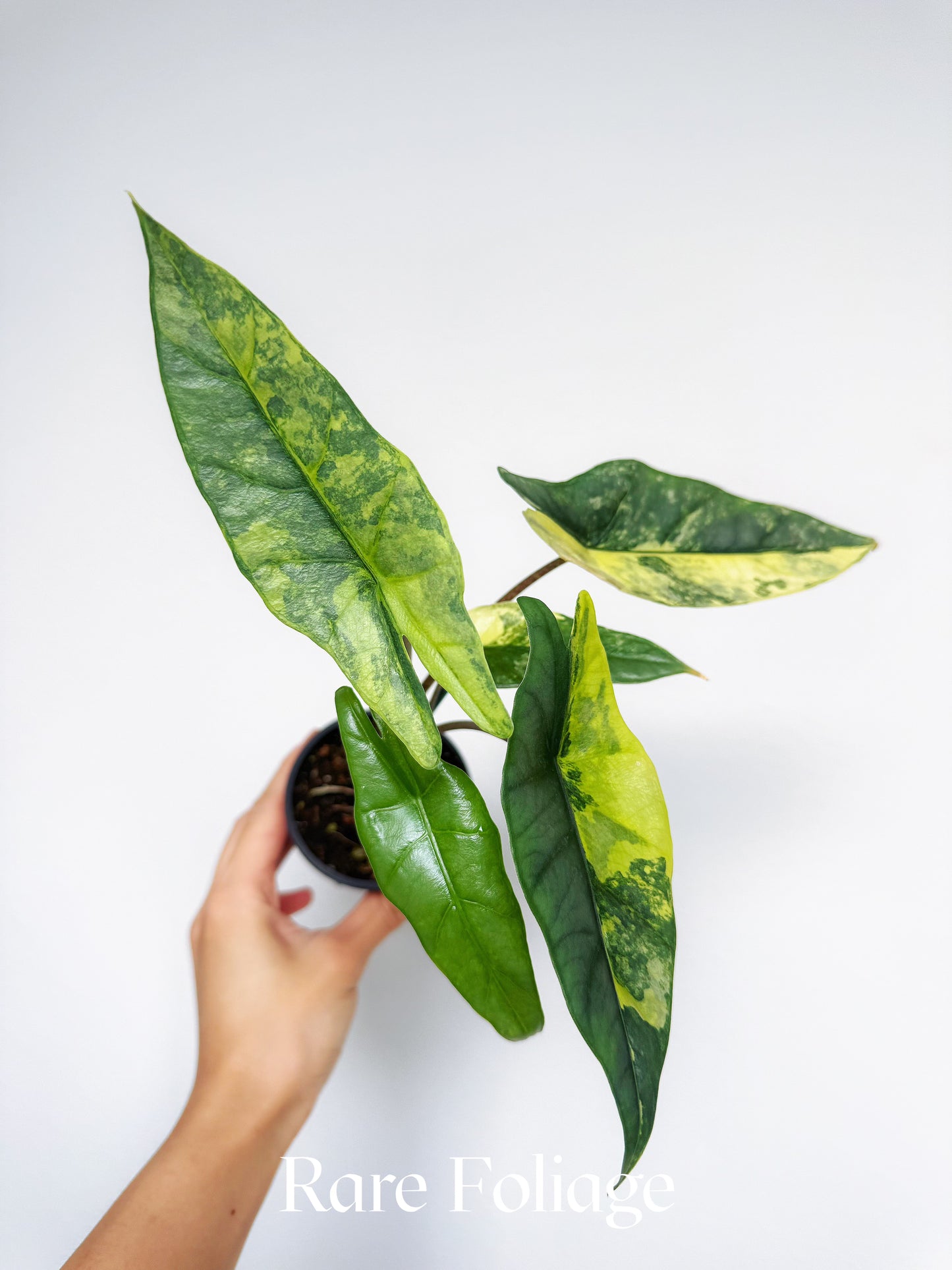 Alocasia Metallic Blue Aurea Variegated 3”