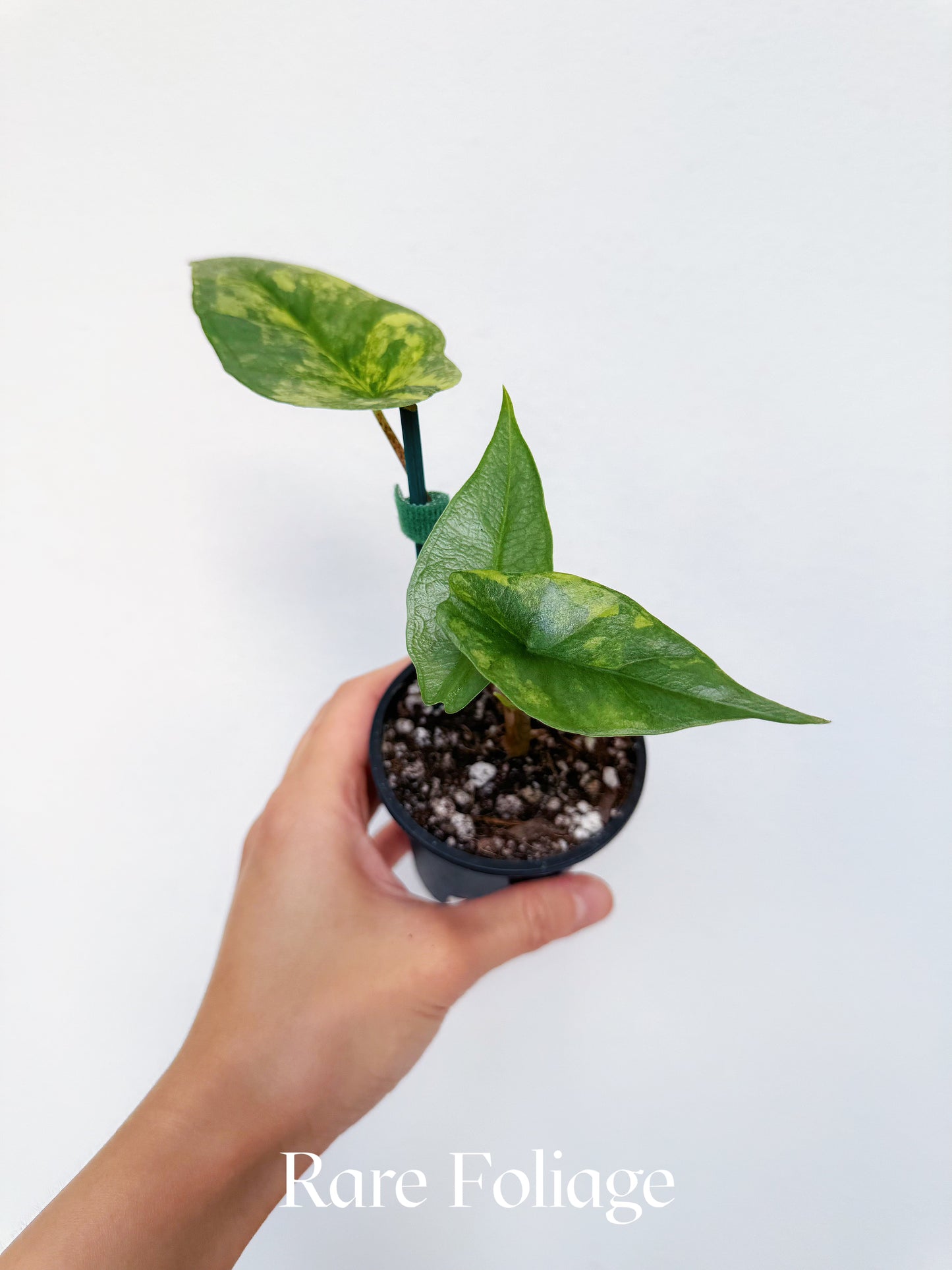 Alocasia Metallic Blue Aurea Variegated 3” Exact Plant