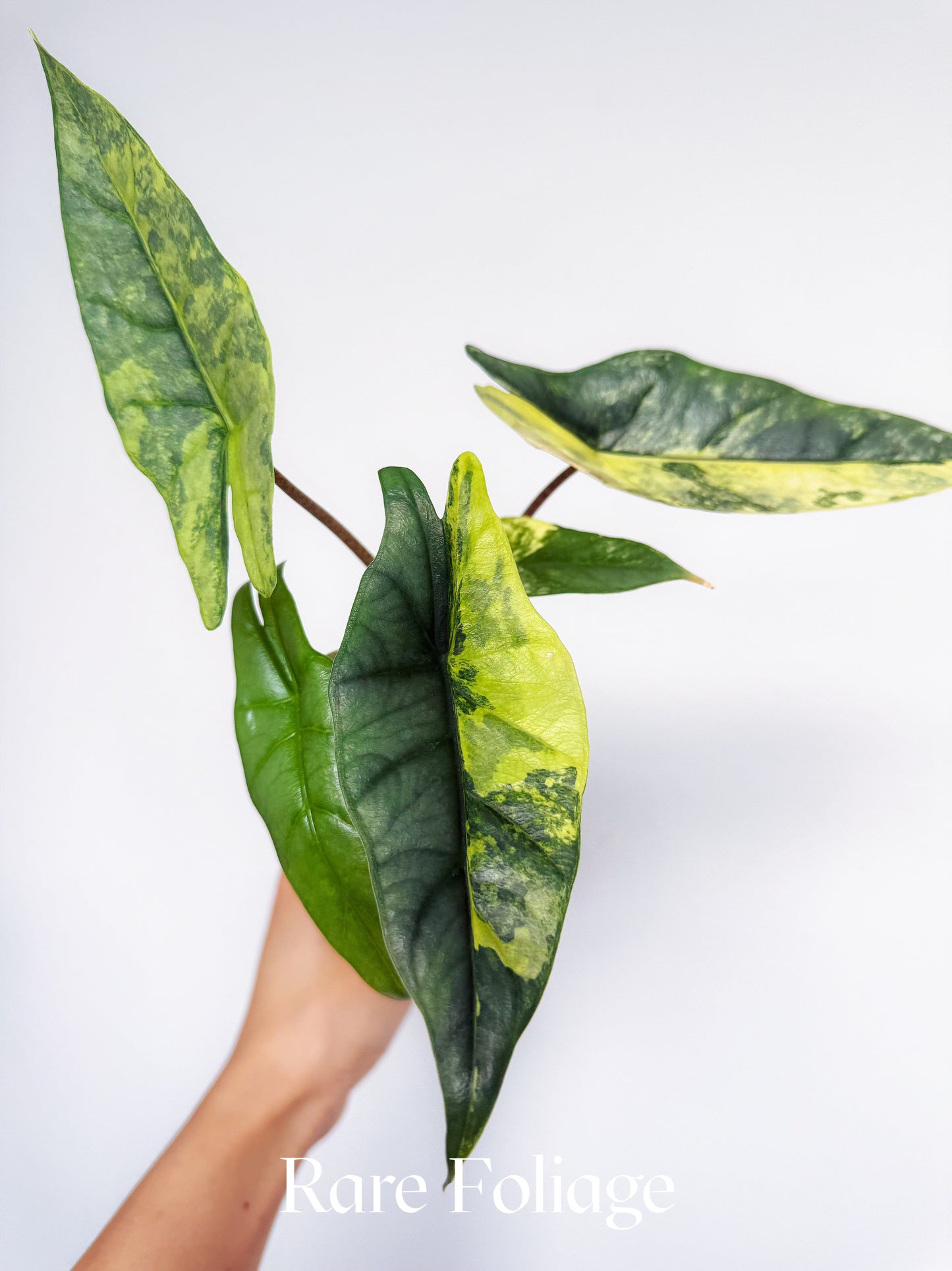 Alocasia Metallic Blue Aurea Variegated 3”