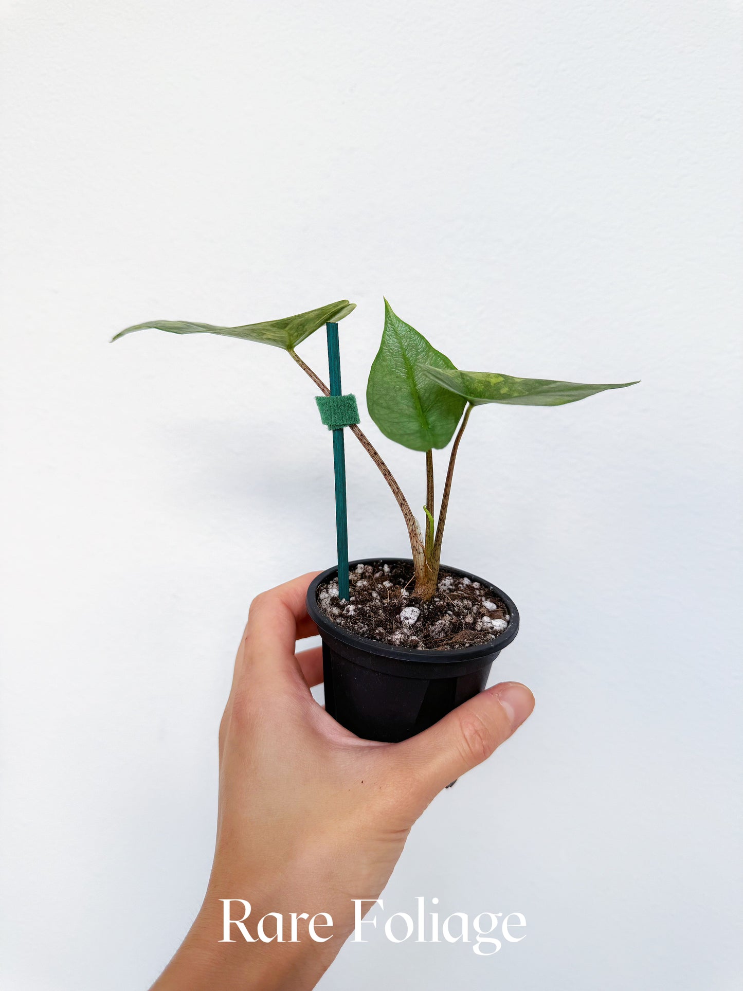 Alocasia Metallic Blue Aurea Variegated 3” Exact Plant
