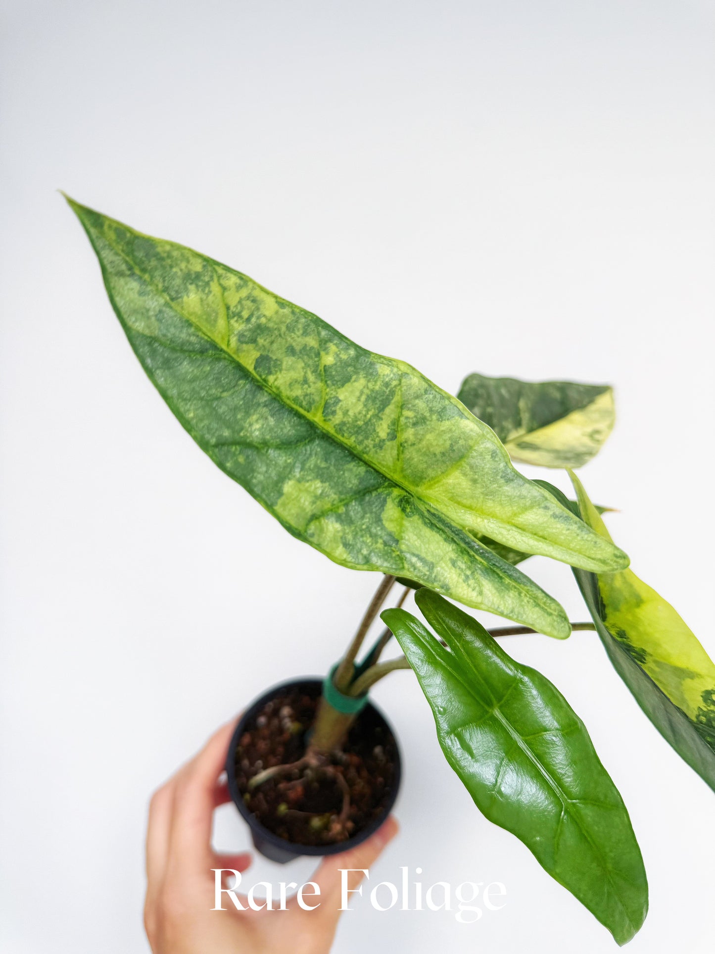 Alocasia Metallic Blue Aurea Variegated 3”