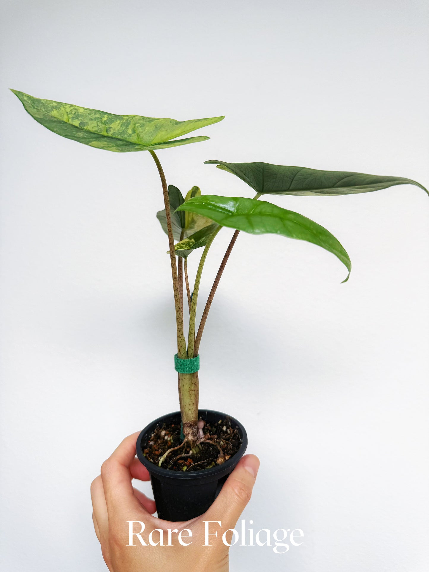 Alocasia Metallic Blue Aurea Variegated 3”