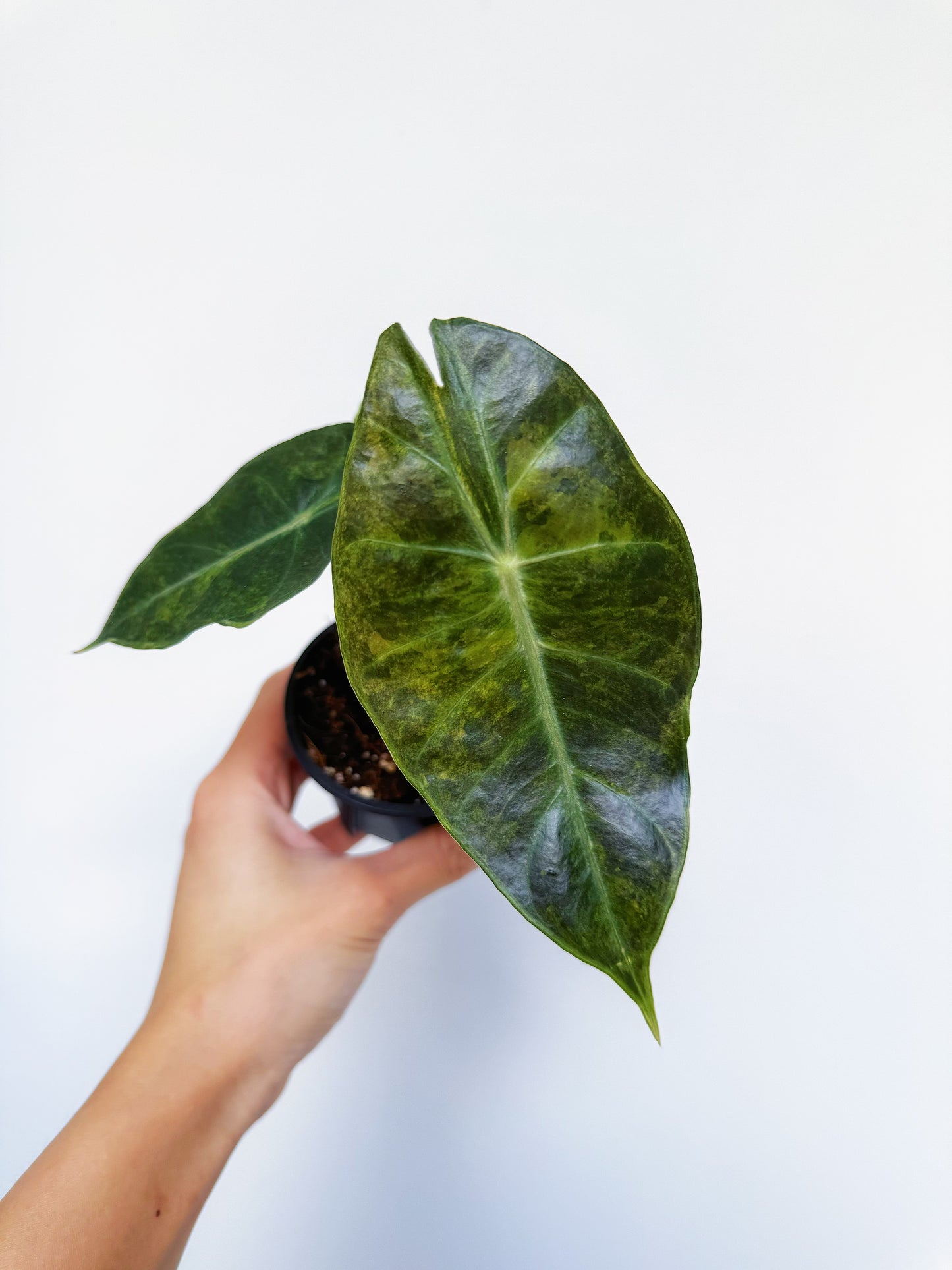 Alocasia Nairobi Night Aurea Variegated 3”