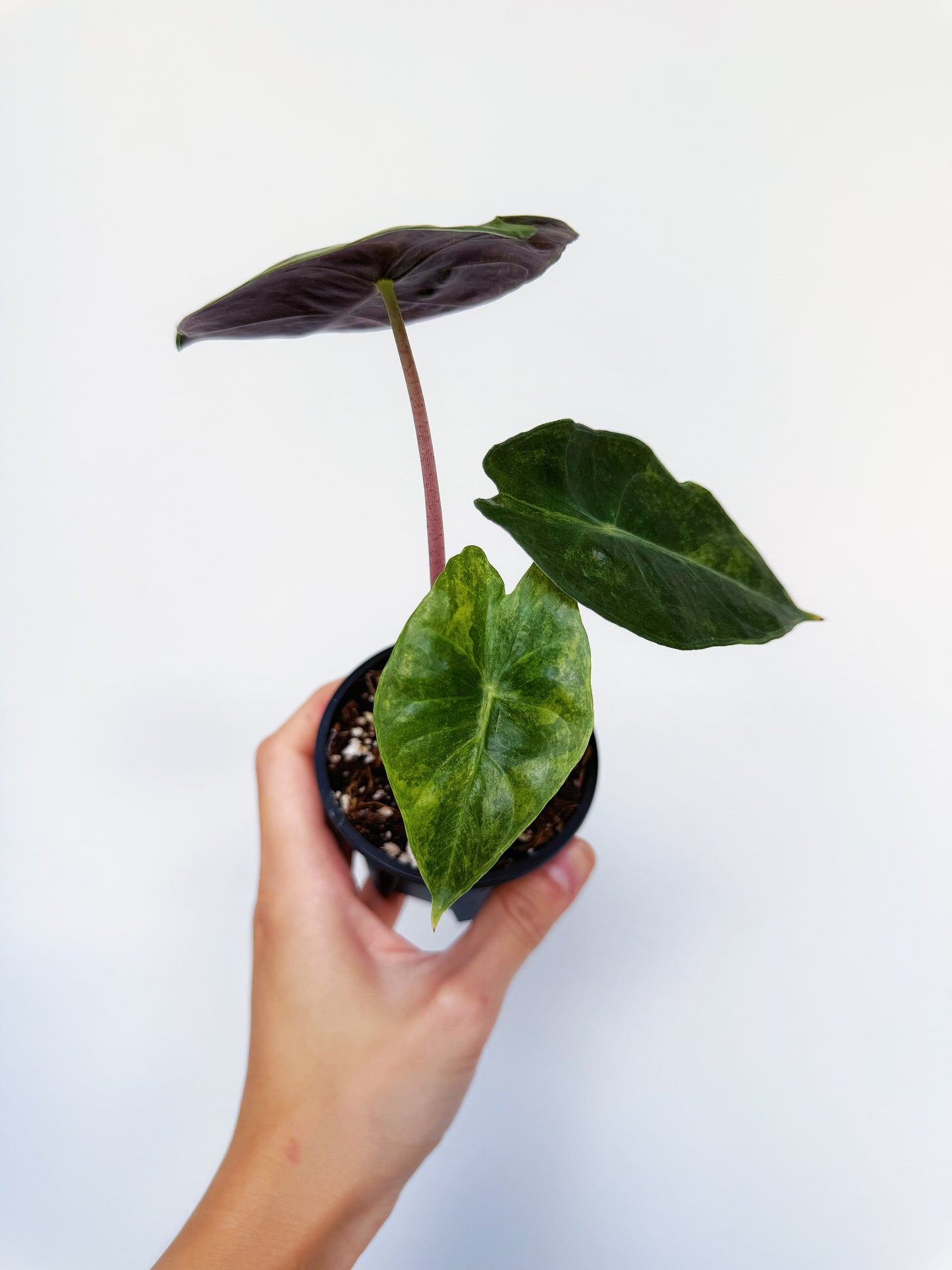 Alocasia Nairobi Night Aurea Variegated 3”