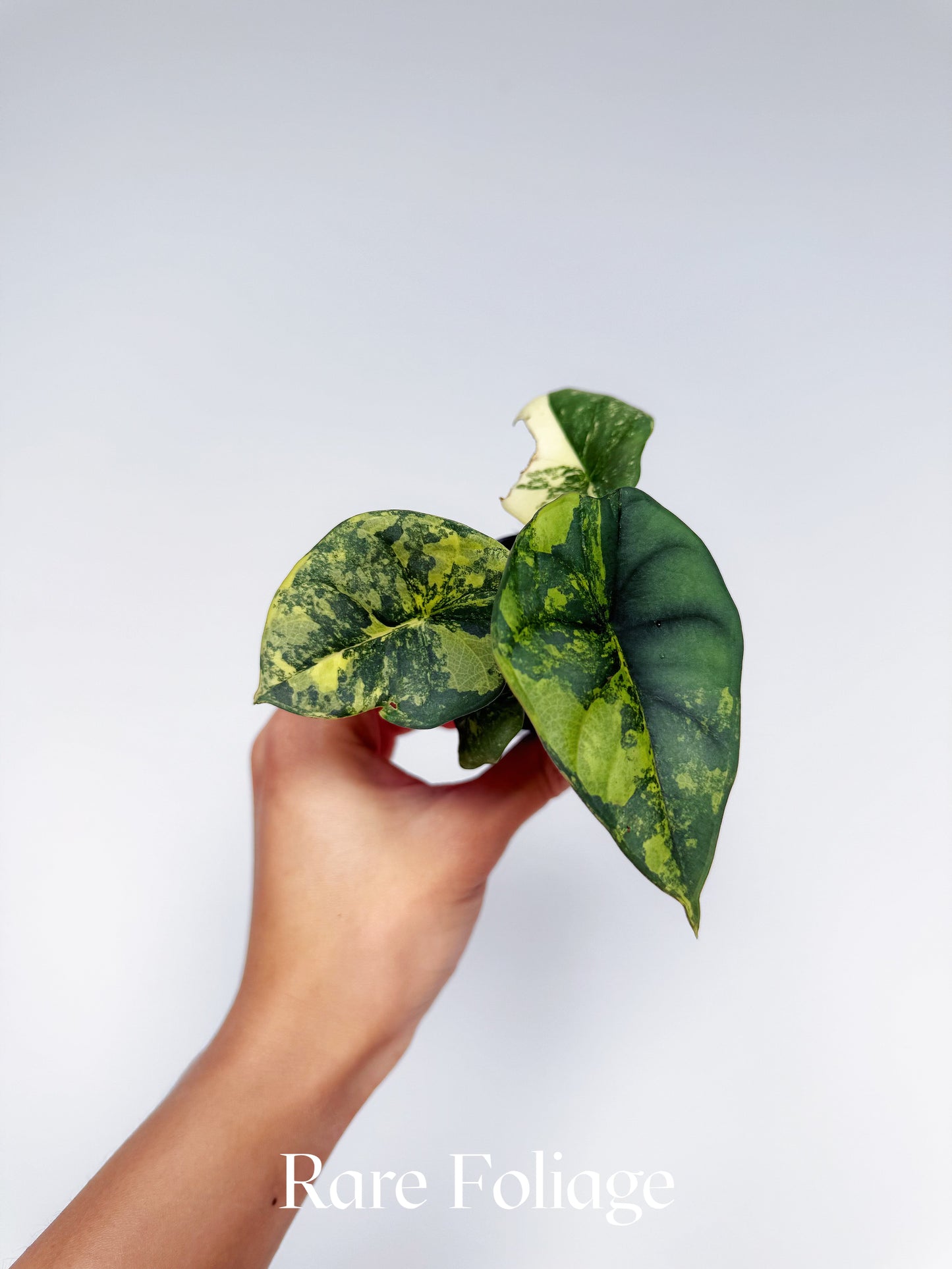 Alocasia Nebula Aurea Variegated 2” Exact Plant