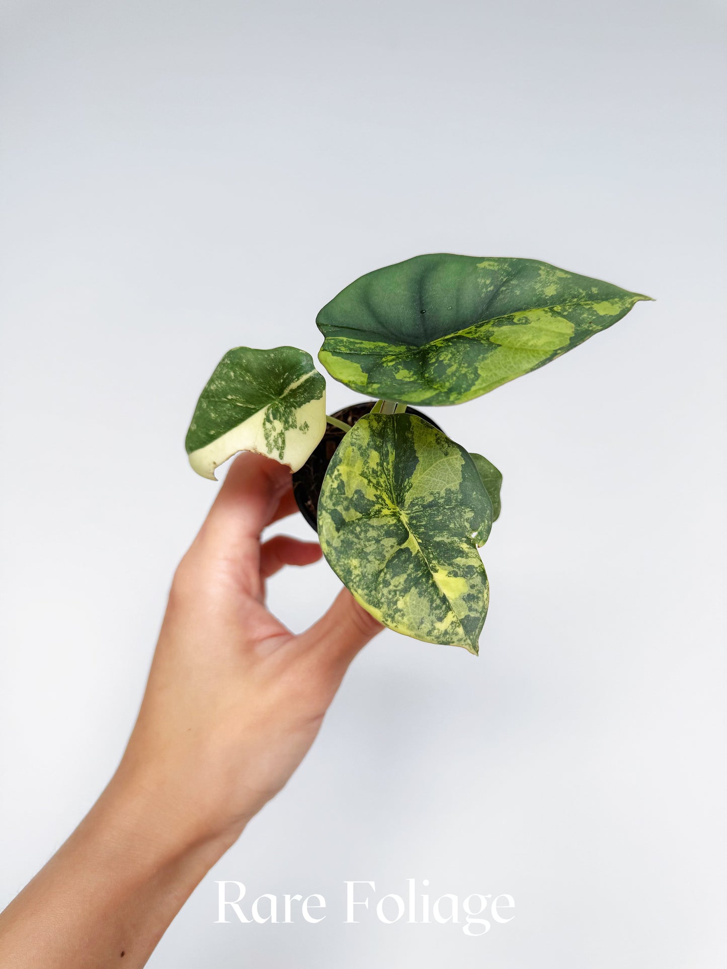 Alocasia Nebula Aurea Variegated 2” Exact Plant