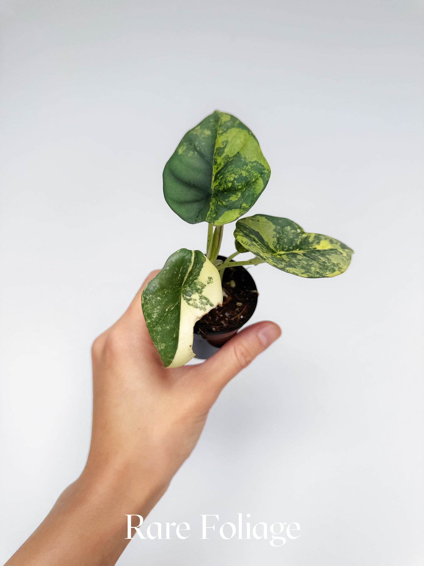 Alocasia Nebula Aurea Variegated 2” Exact Plant