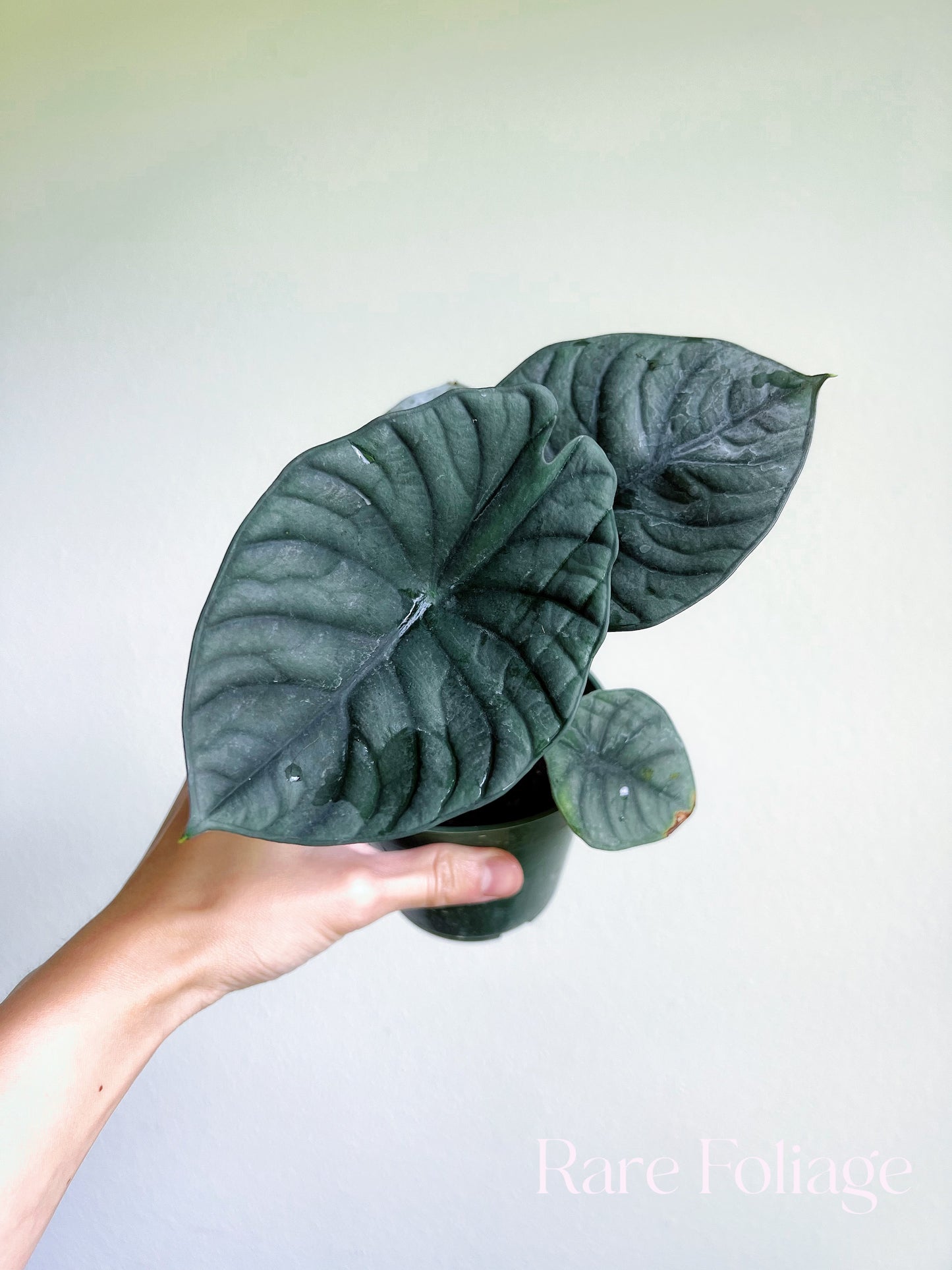 Alocasia Nebula Imperialis 4"