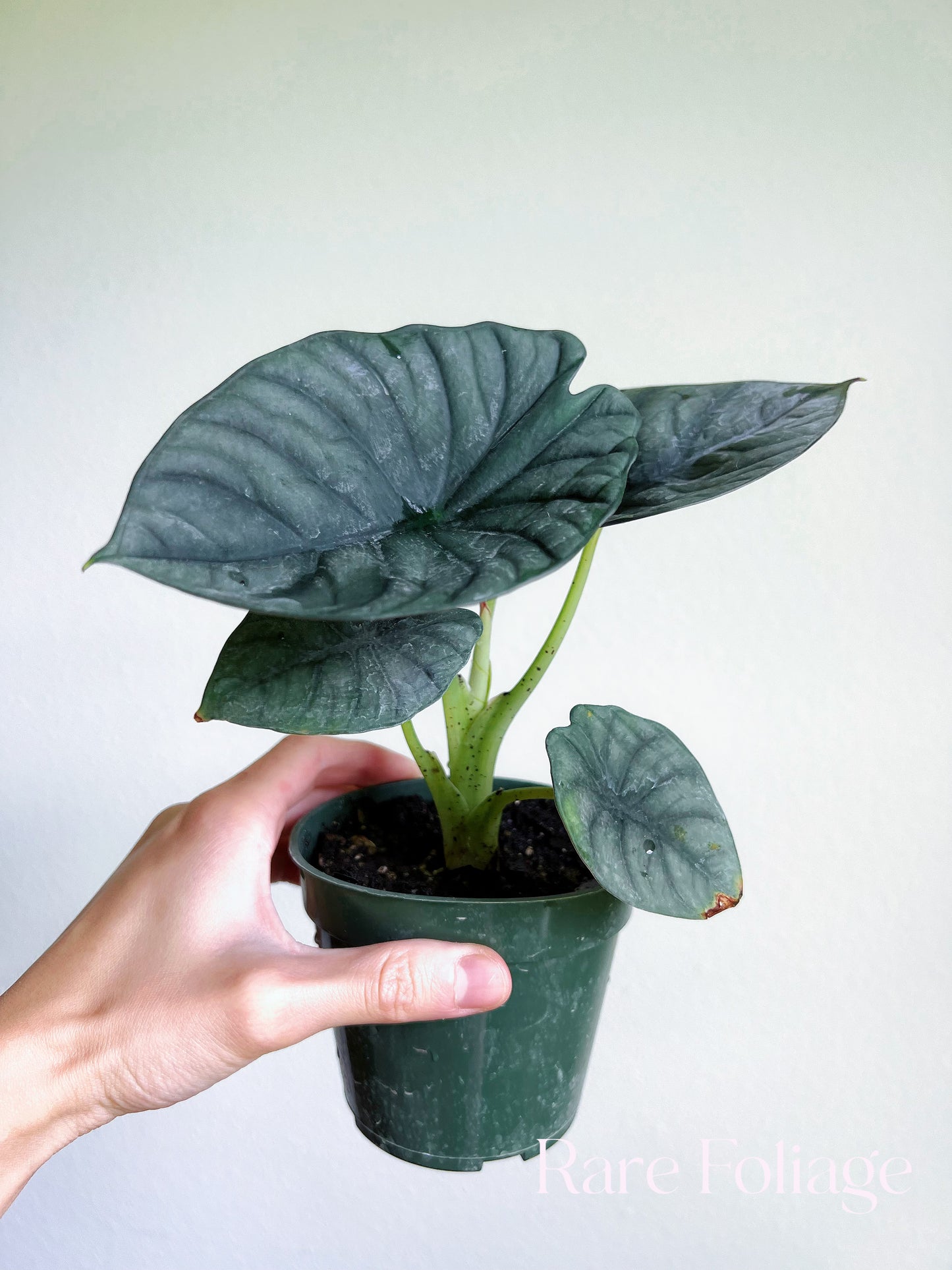 Alocasia Nebula Imperialis 4"