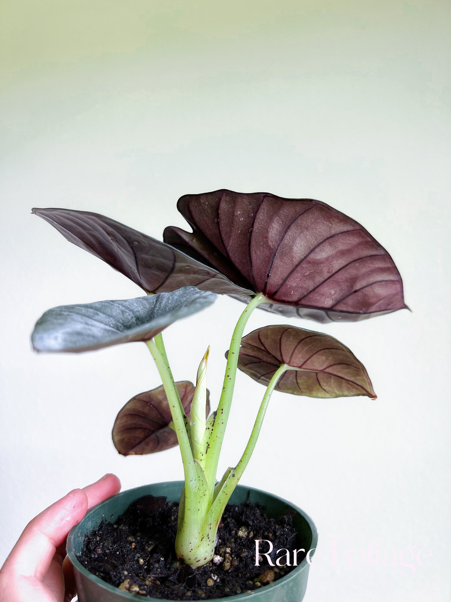 Alocasia Nebula Imperialis 4"