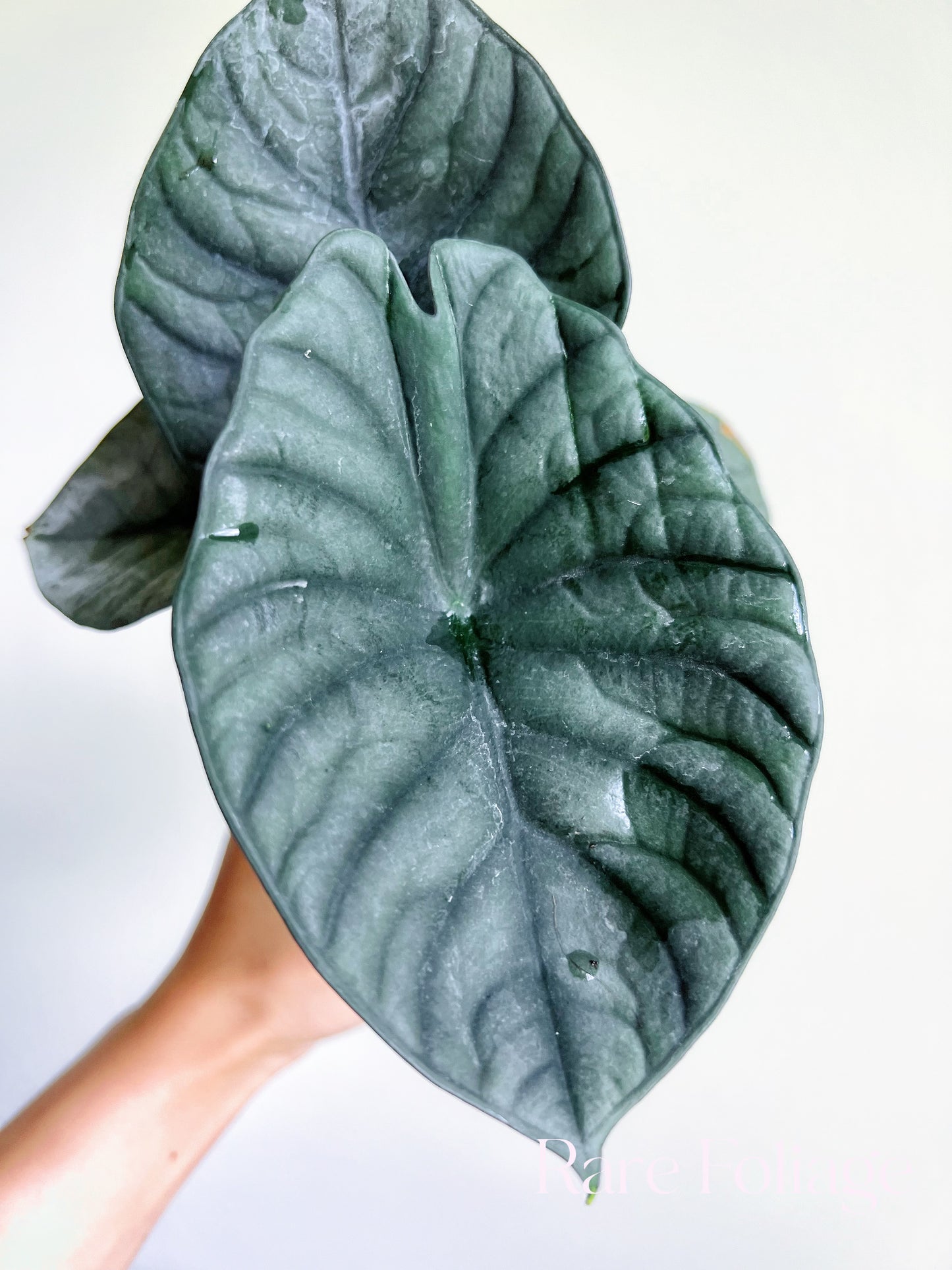 Alocasia Nebula Imperialis 4"