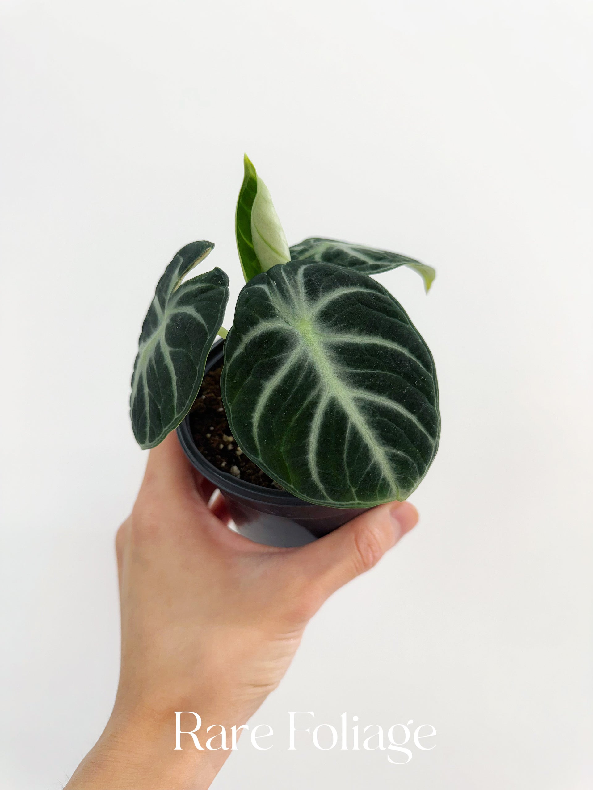 アクタス Alocasia Ninja 4