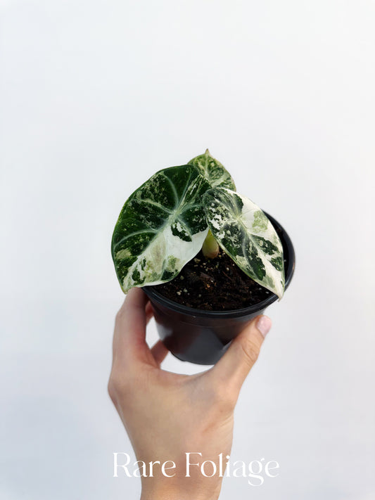 Alocasia Ninja Albo Variegated 4" Exact Plant