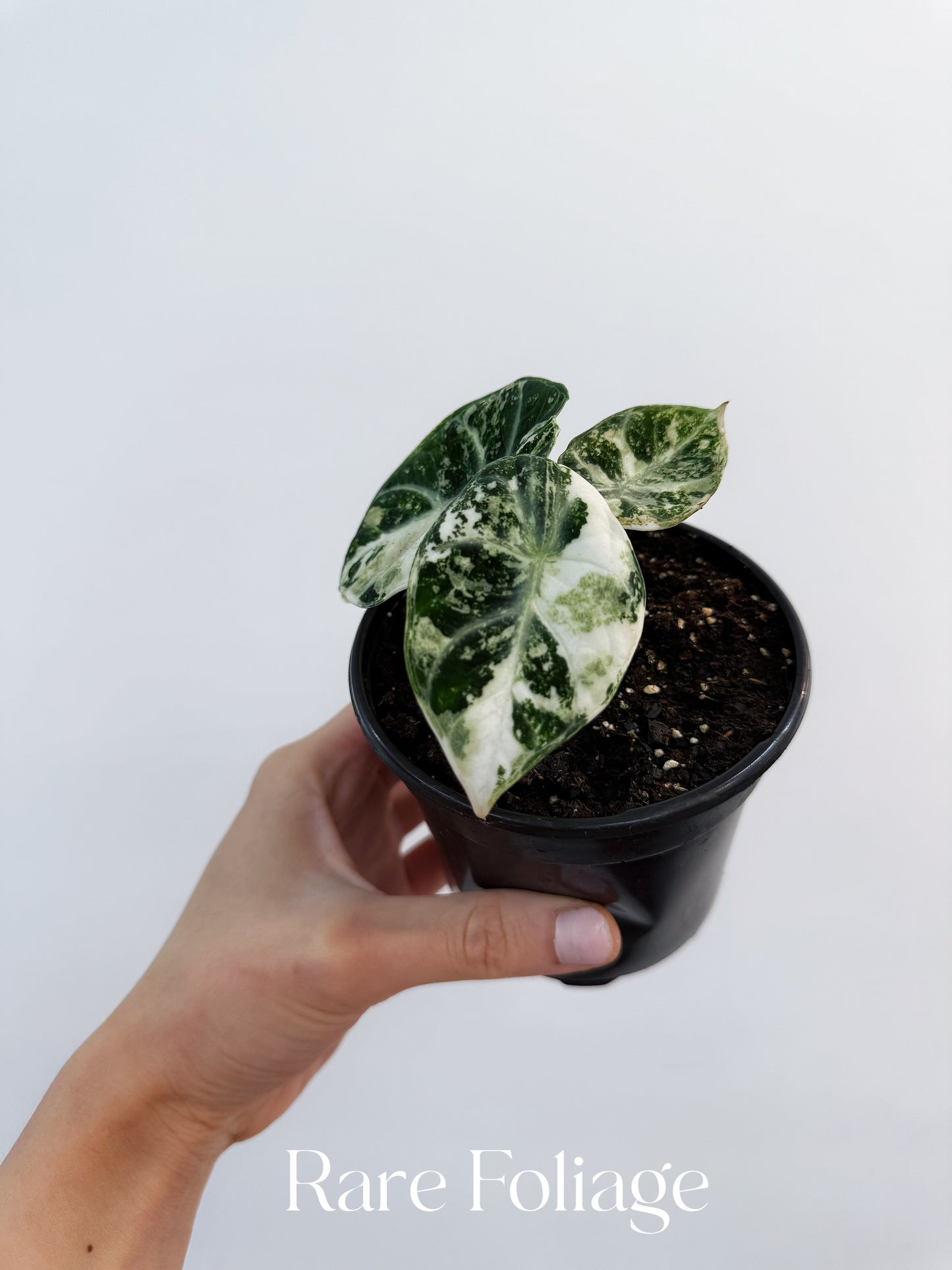 Alocasia Ninja Albo Variegated 4" Exact Plant