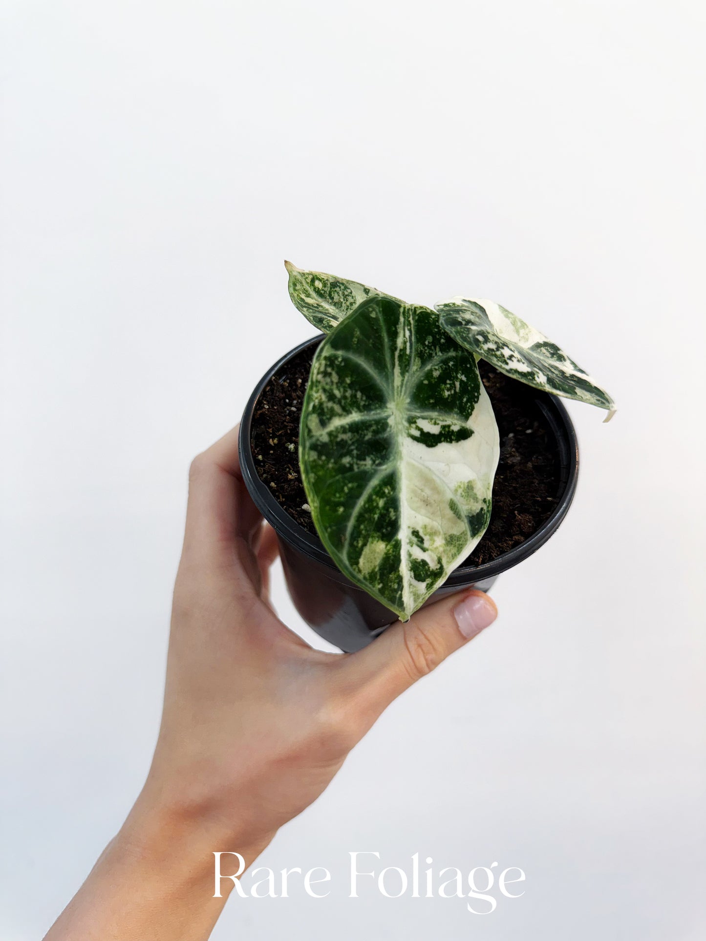 Alocasia Ninja Albo Variegated 4" Exact Plant