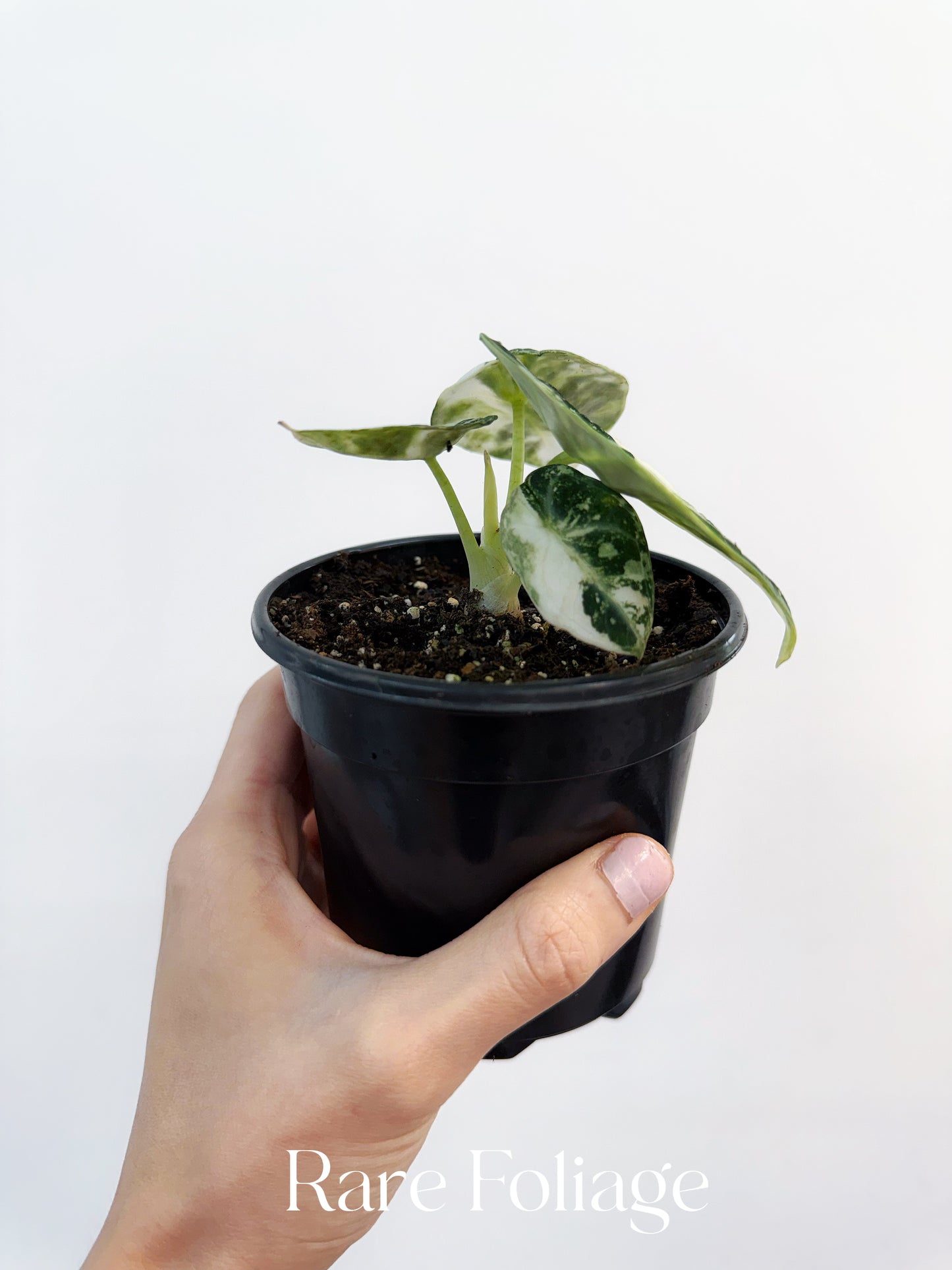 Alocasia Ninja Albo Variegated 4" Exact Plant
